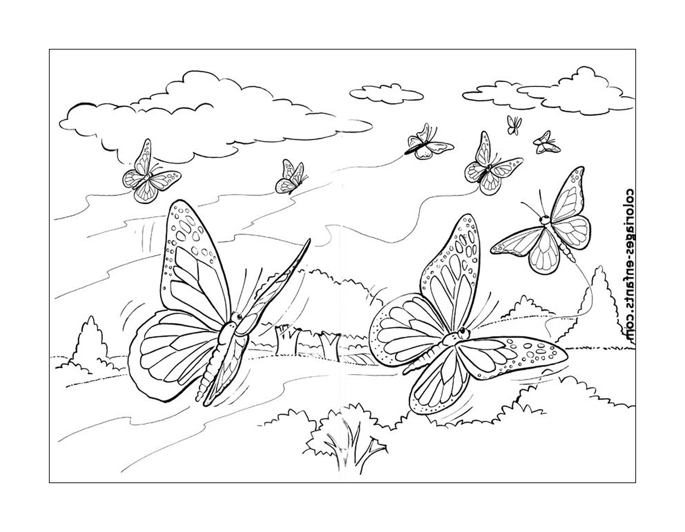  Butterflies in flight 