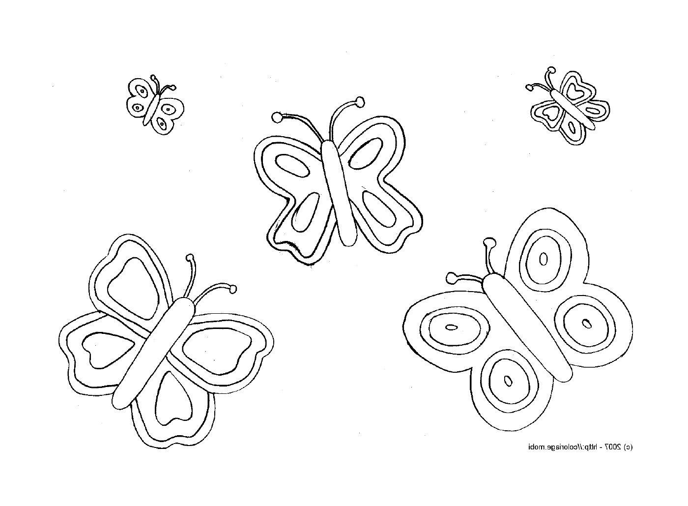  Zarter Schmetterling mit kräftigen Mustern 
