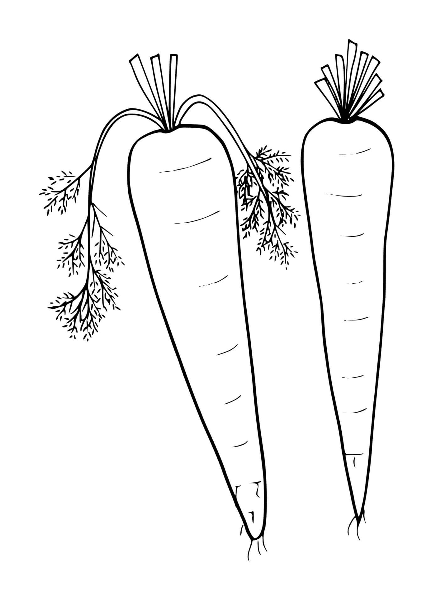  Zanahoria fresca, dos zanahorias sobre fondo blanco 