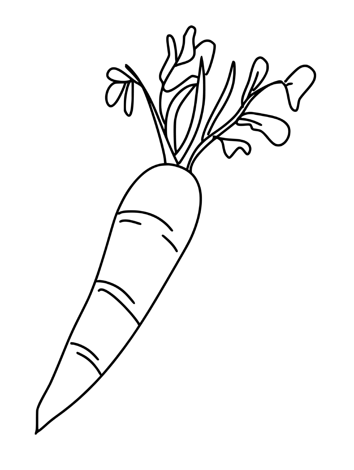  Karotte verbessert die Regeneration der Haut, eine Karotte 