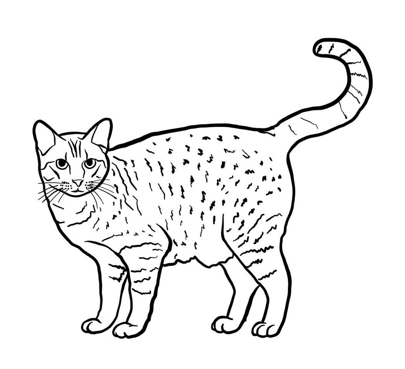  Ocicat, eine Katze mit Fawn-Spots 
