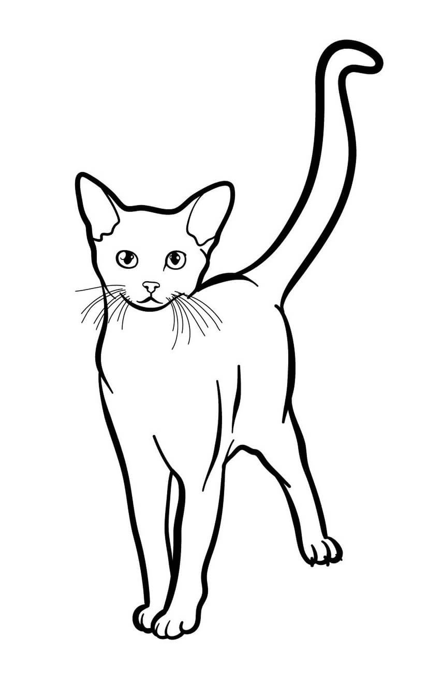  Абиссиниан, экзотическая кошка с зелеными глазами 