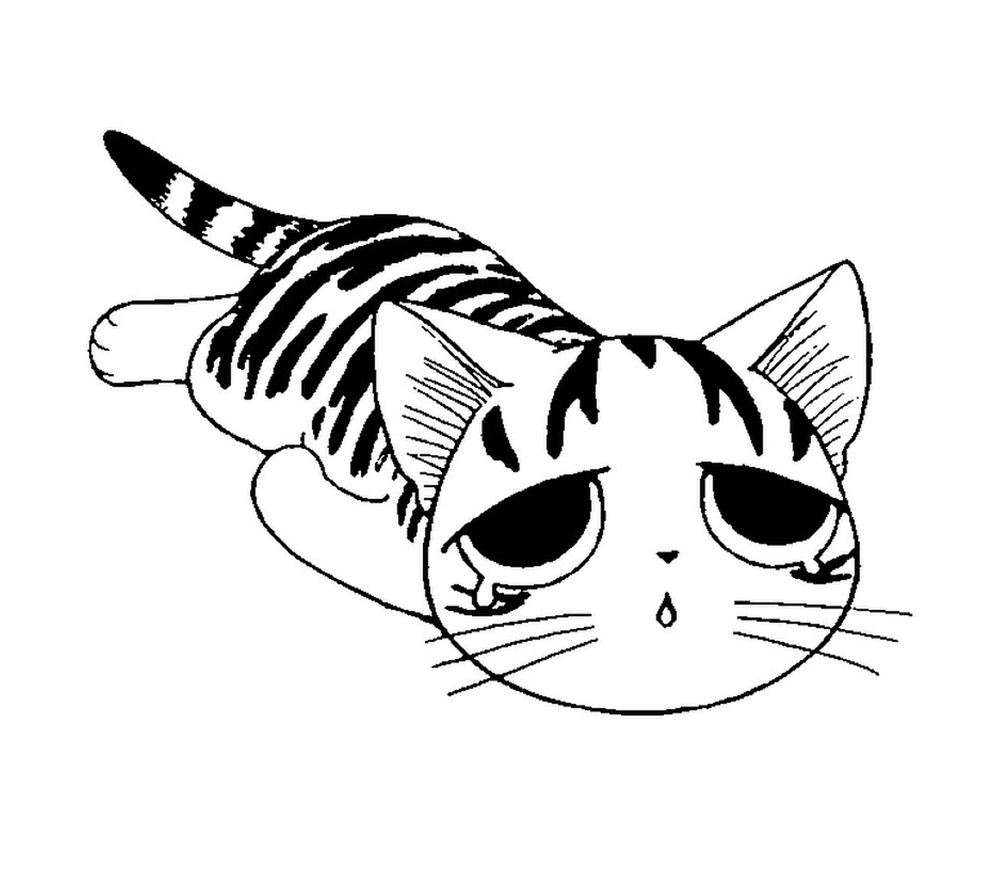  Un gatto cinese triste e stanco 