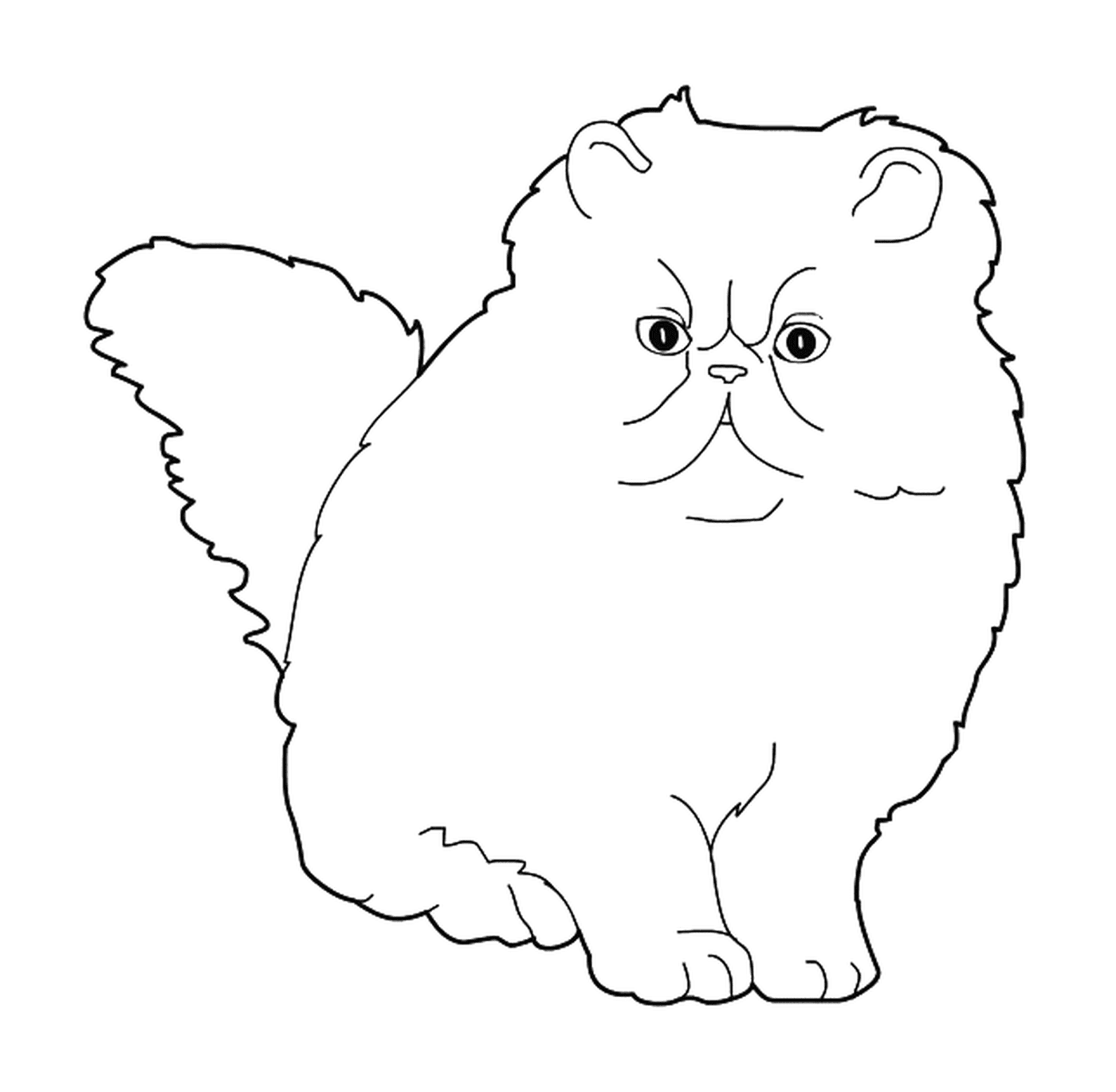  A Himalayan colorpoint cat, a duvetous cat sitting on the floor 