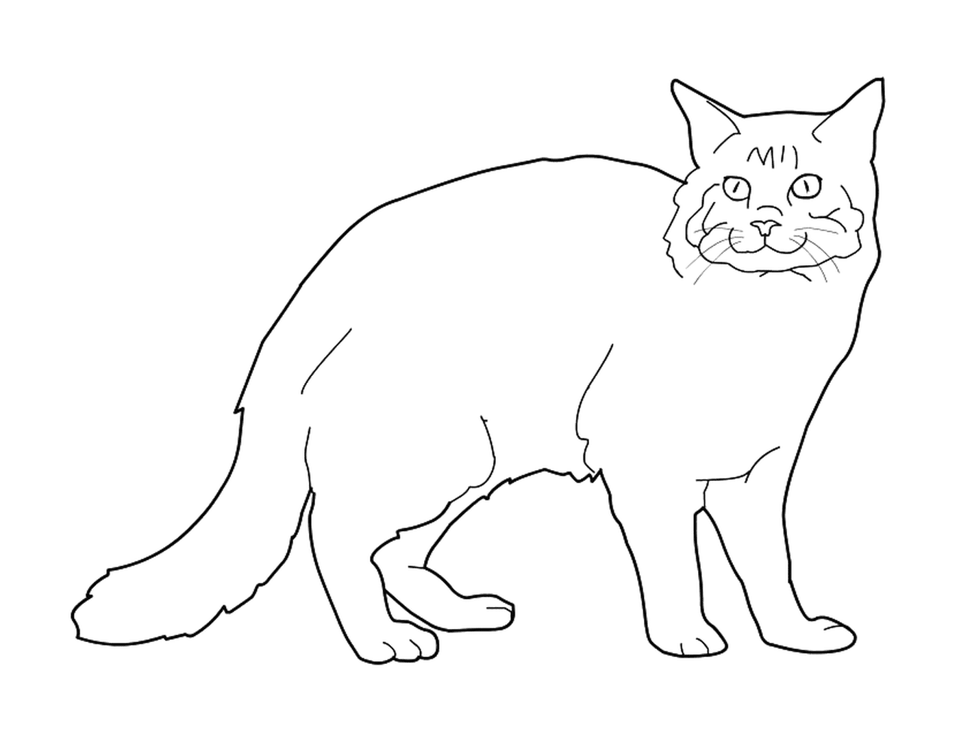  Мэн Кун, большая, длинноволосая кошка 