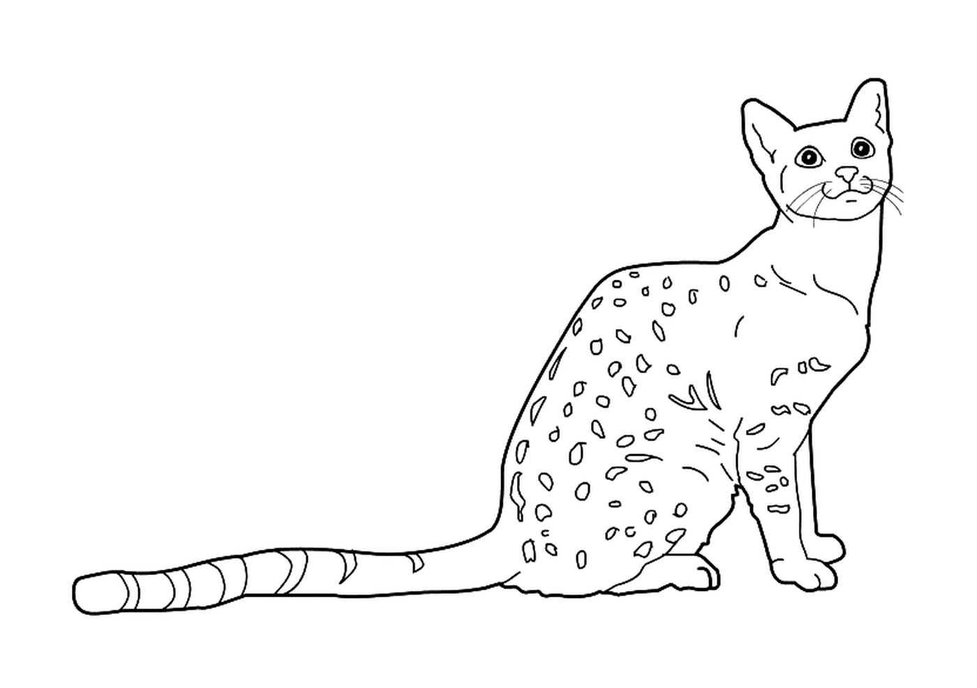  An Egyptian Mau cat 