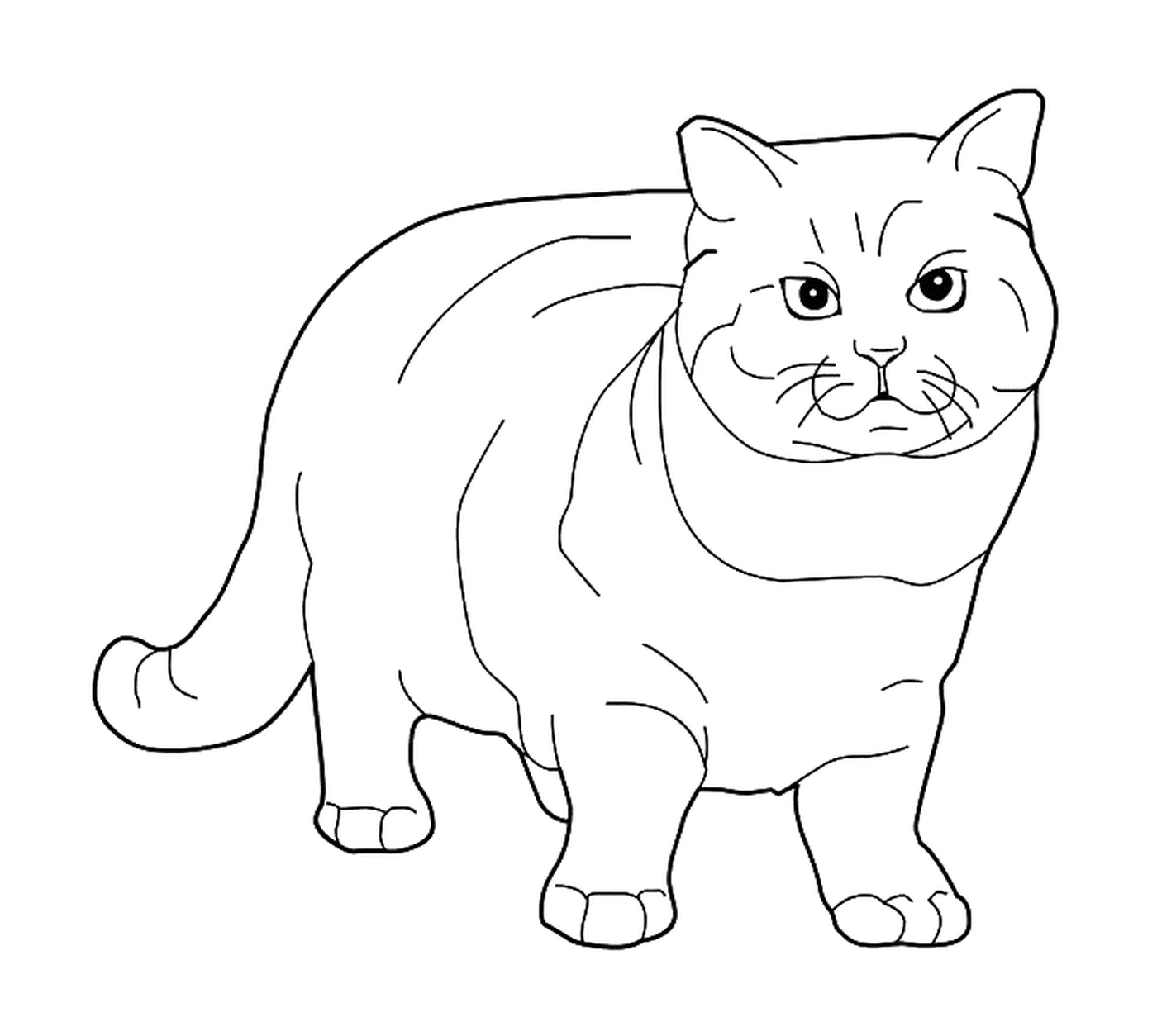  Ein britischer Kurzhaar, eine elegante Katze 