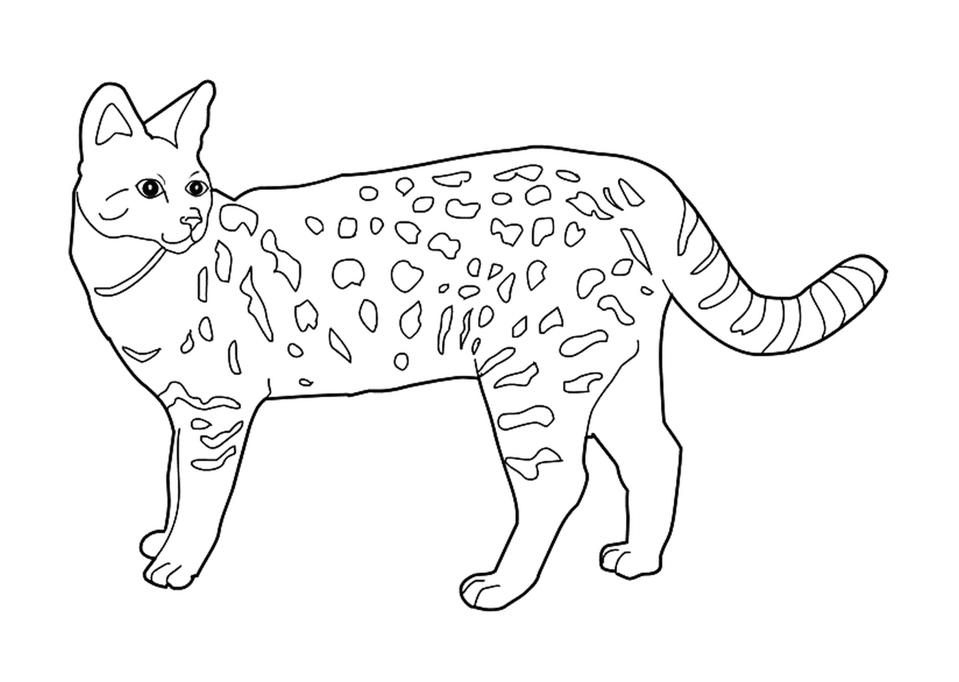  Una Savannah, un gatto selvatico addomesticato 