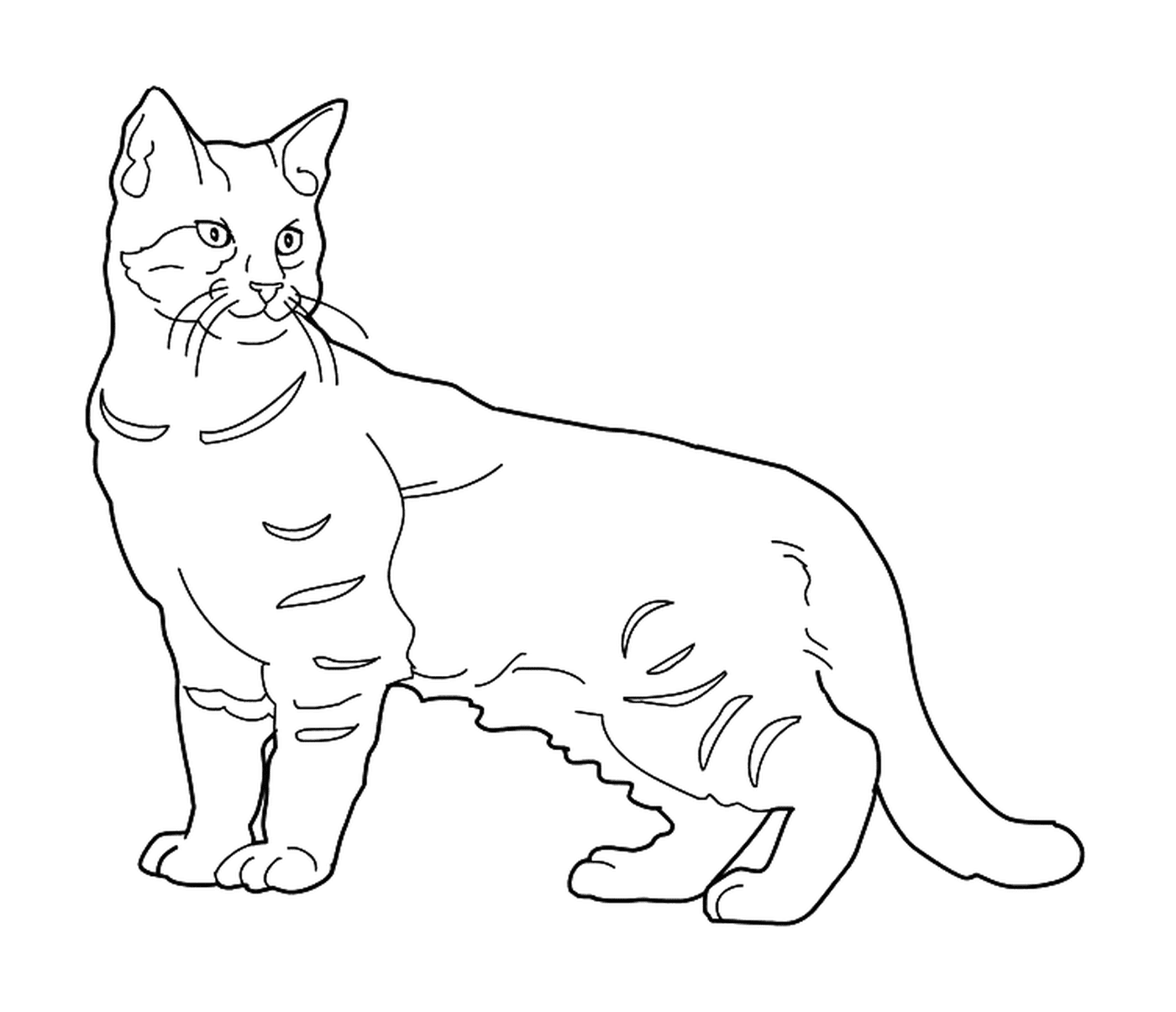  Ein Pixie Bob, eine Katze mit einem kurzen Schwanz 