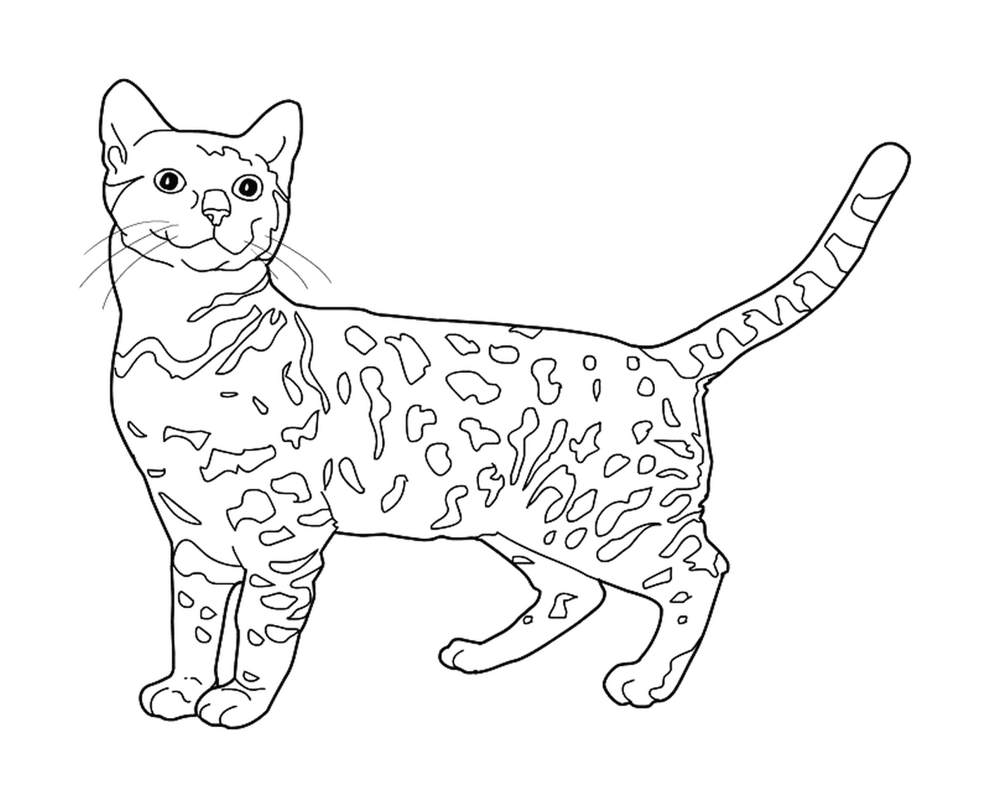  A Bengal, a cat that looks like a leopard 