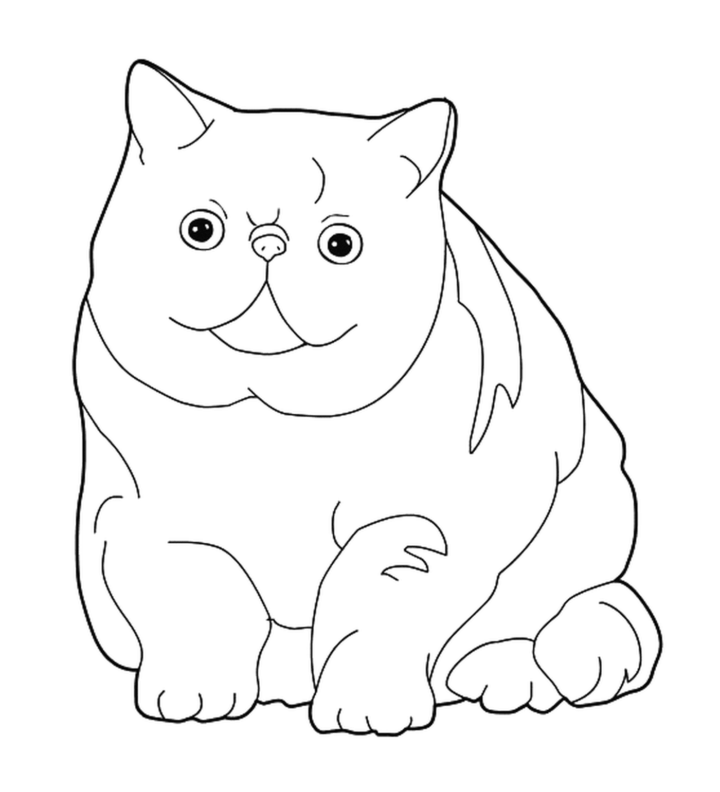  An Exotic Shorthair, a cat with a flat face 