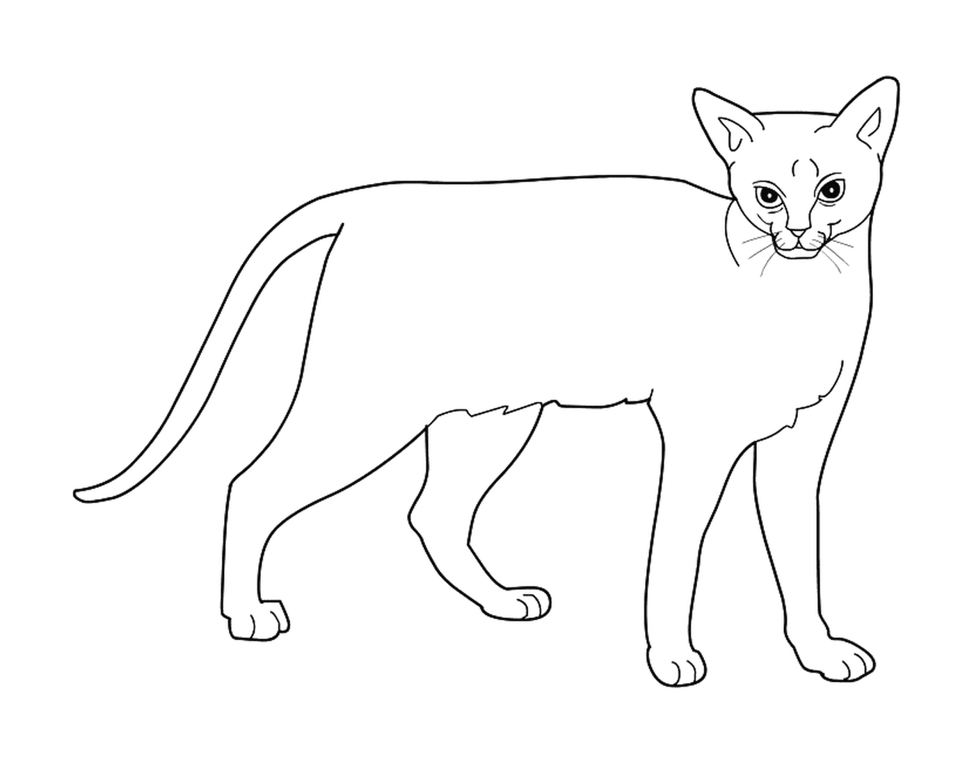  Абиссин Банни Кэт, экзотическая кошка 
