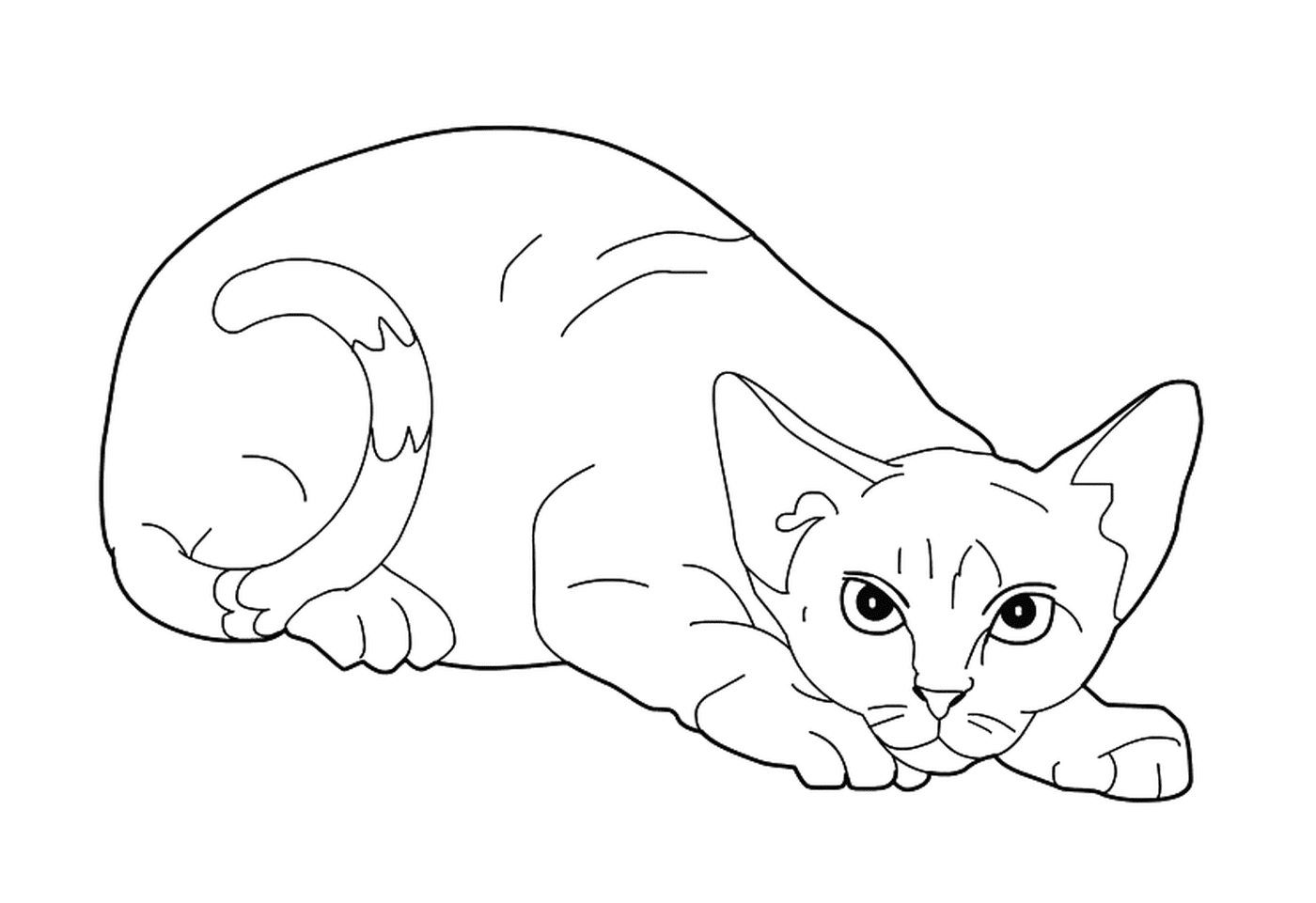  Ein Devon Rex, eine längliche Katze 
