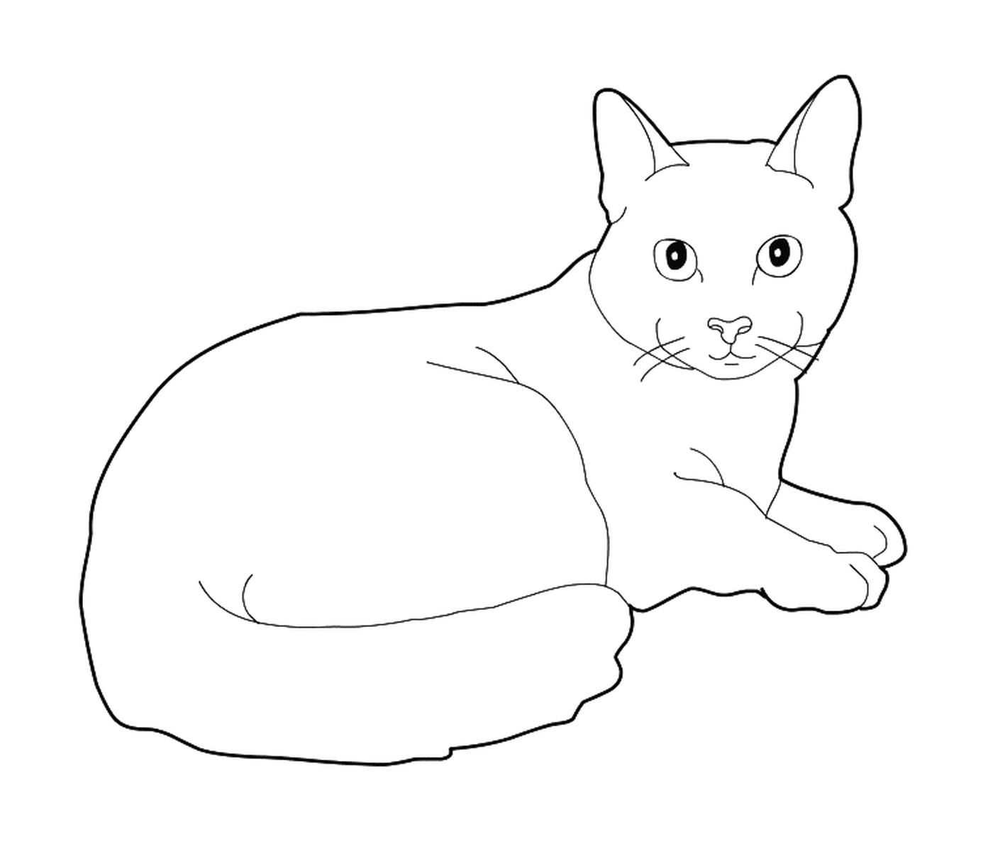  A Russian Blue, a Maltese cat 
