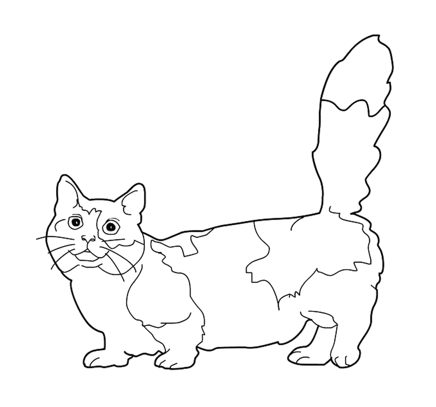  A Munchkin, a cat with short legs 