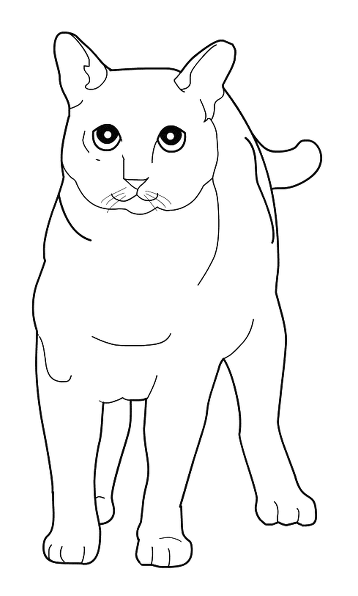  Тонкинез, кошка, стоящая на онлайн рисунке 
