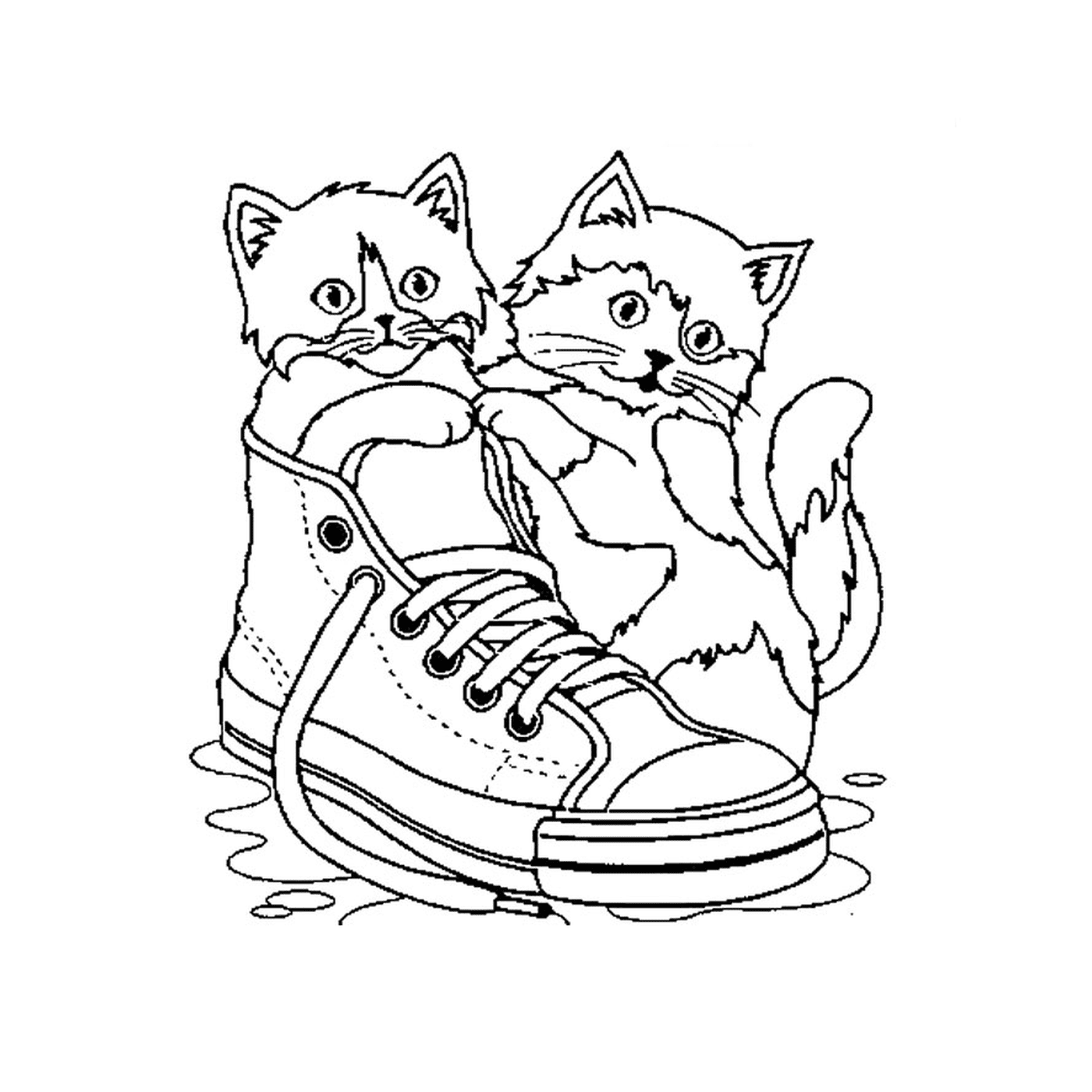  Two cats sitting on a shoe in the water 