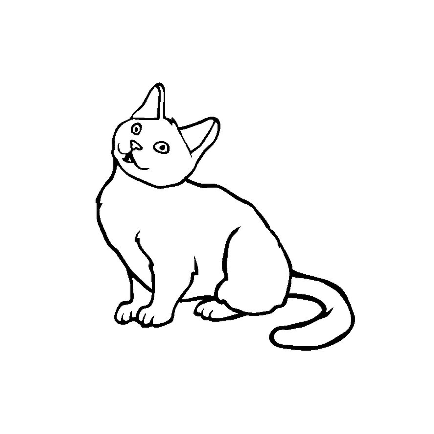 A Chartreux breed kitten 