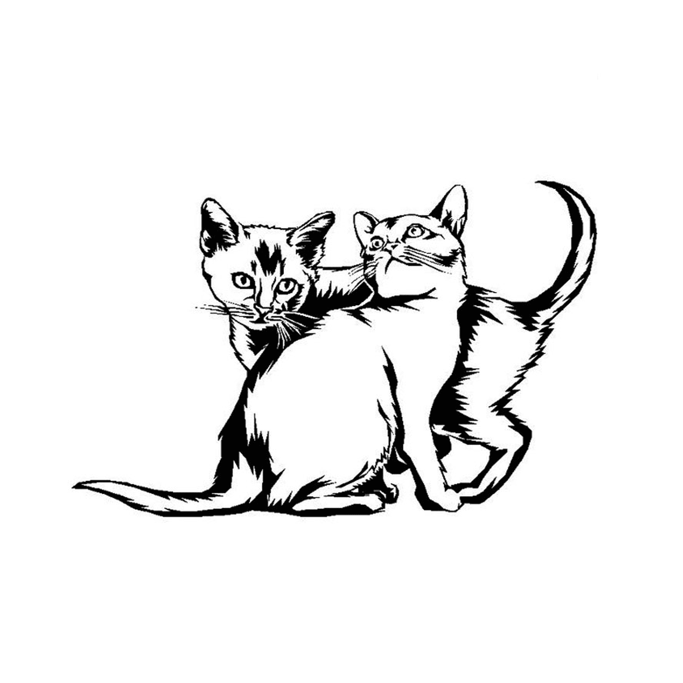  Zwei Kätzchen spielen zusammen 