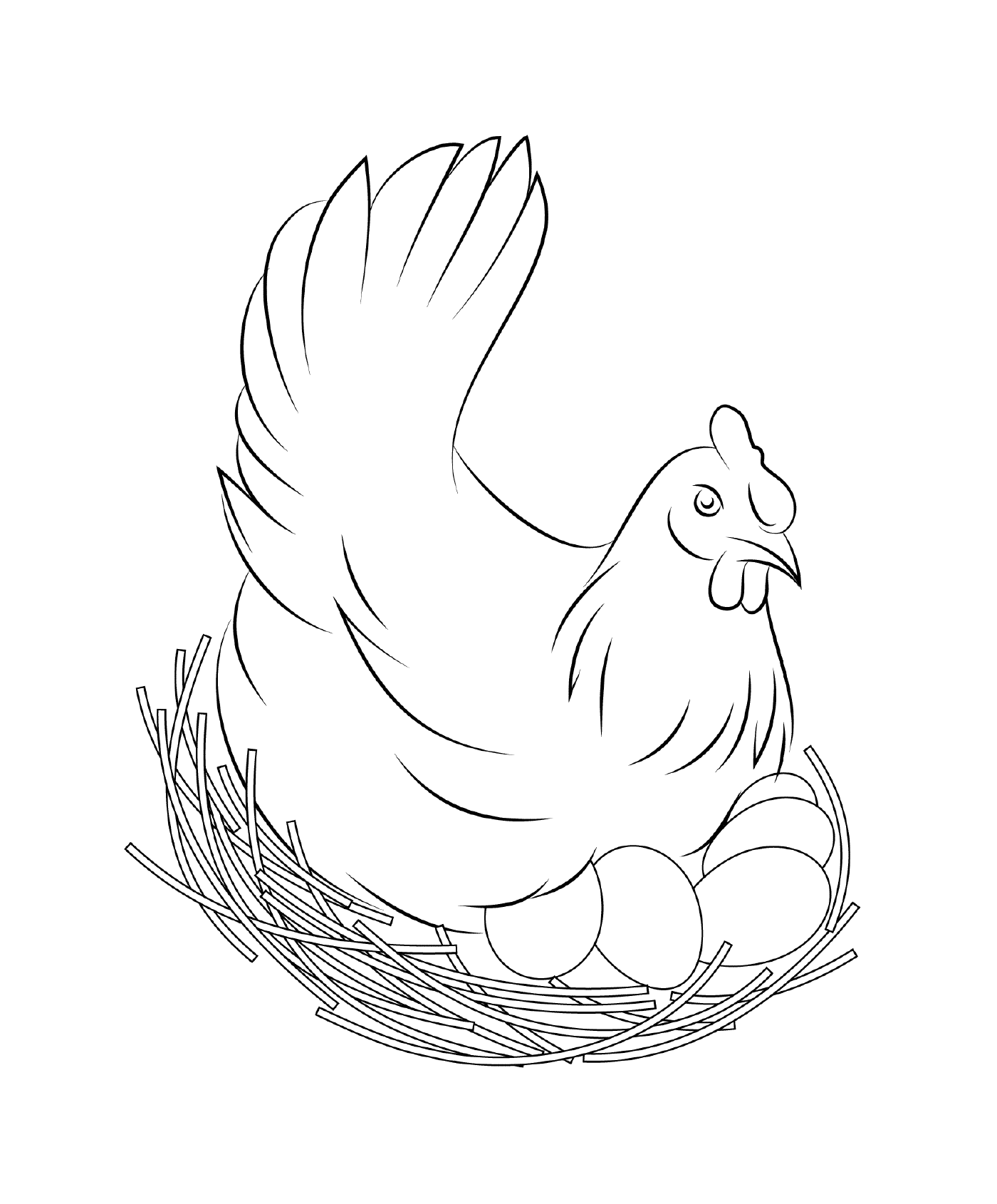  Incubating chicken in nest 