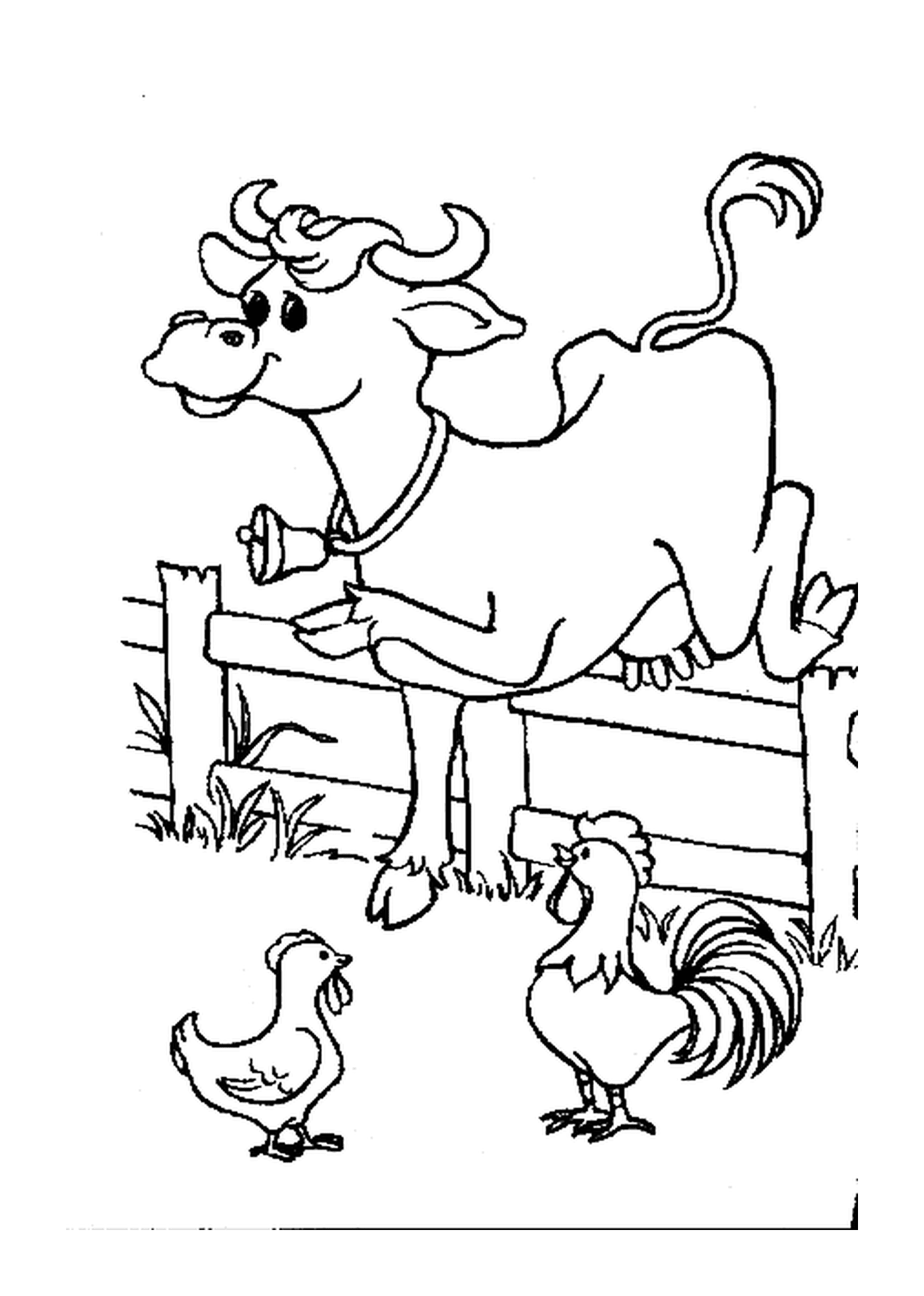  Cow jumping fencing chickens 