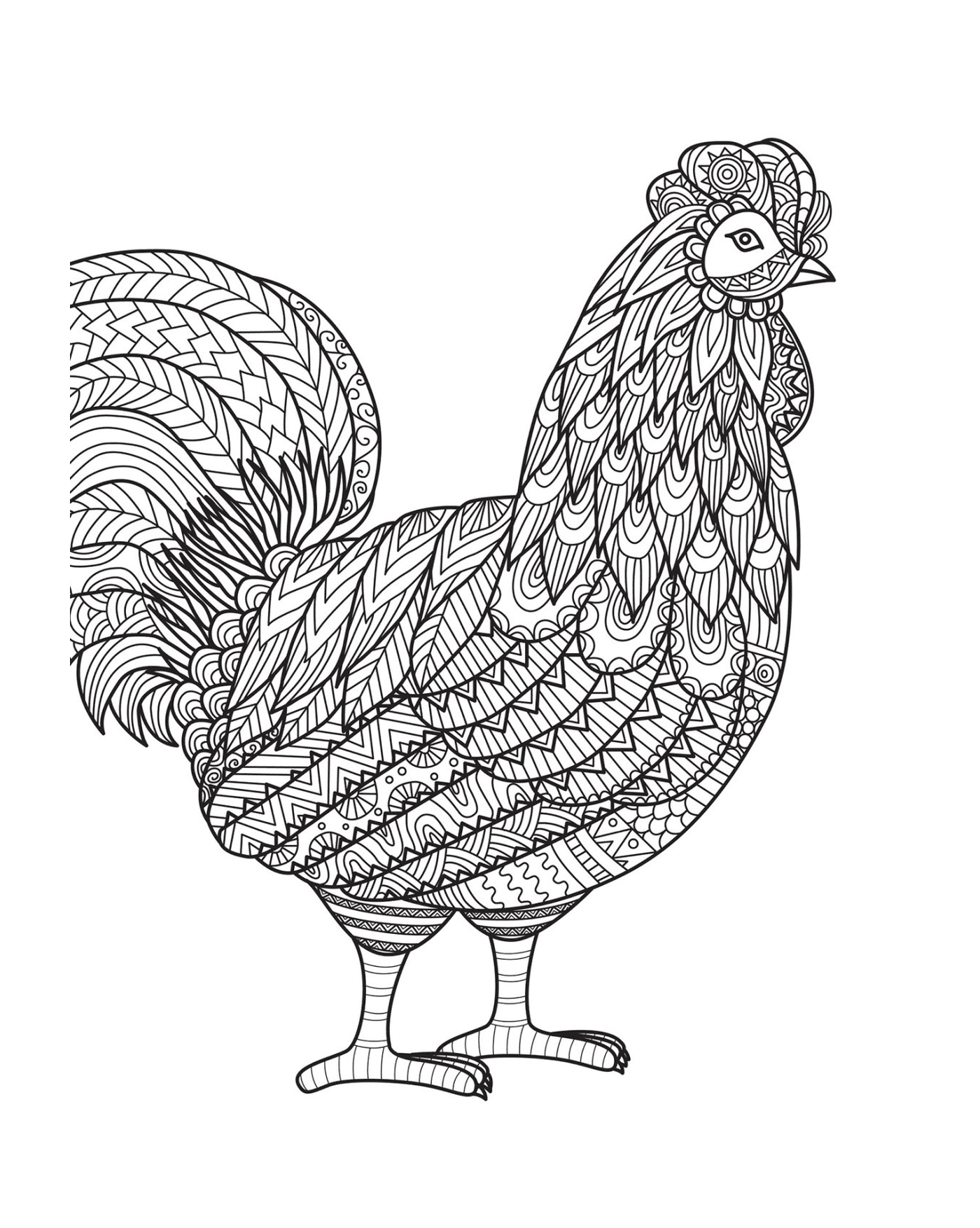  Proud, majestic adult rooster 