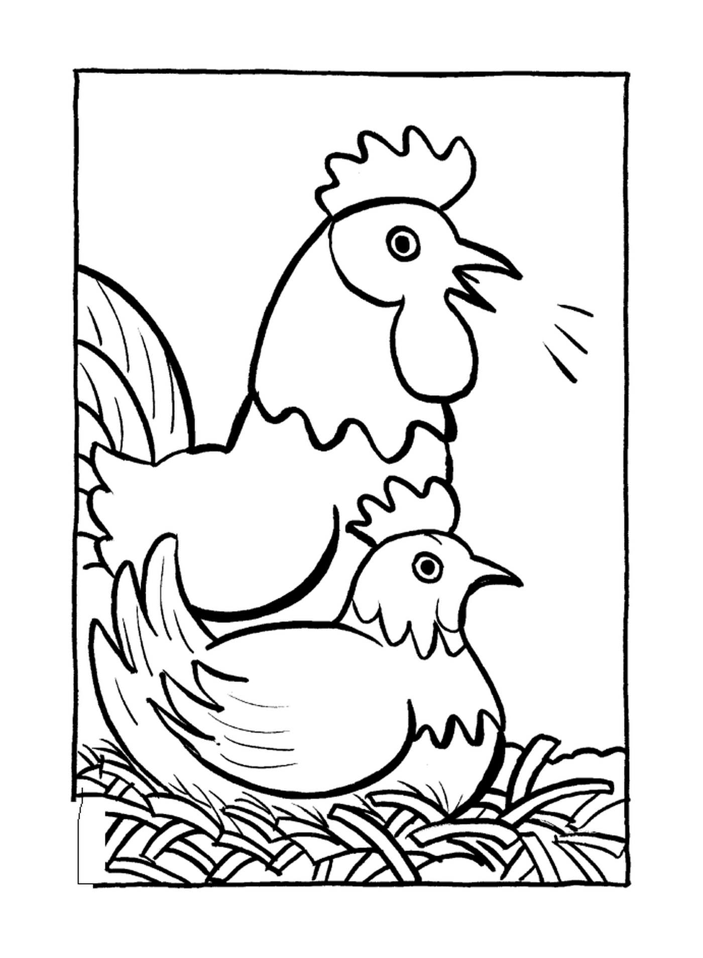  Two chickens rib 