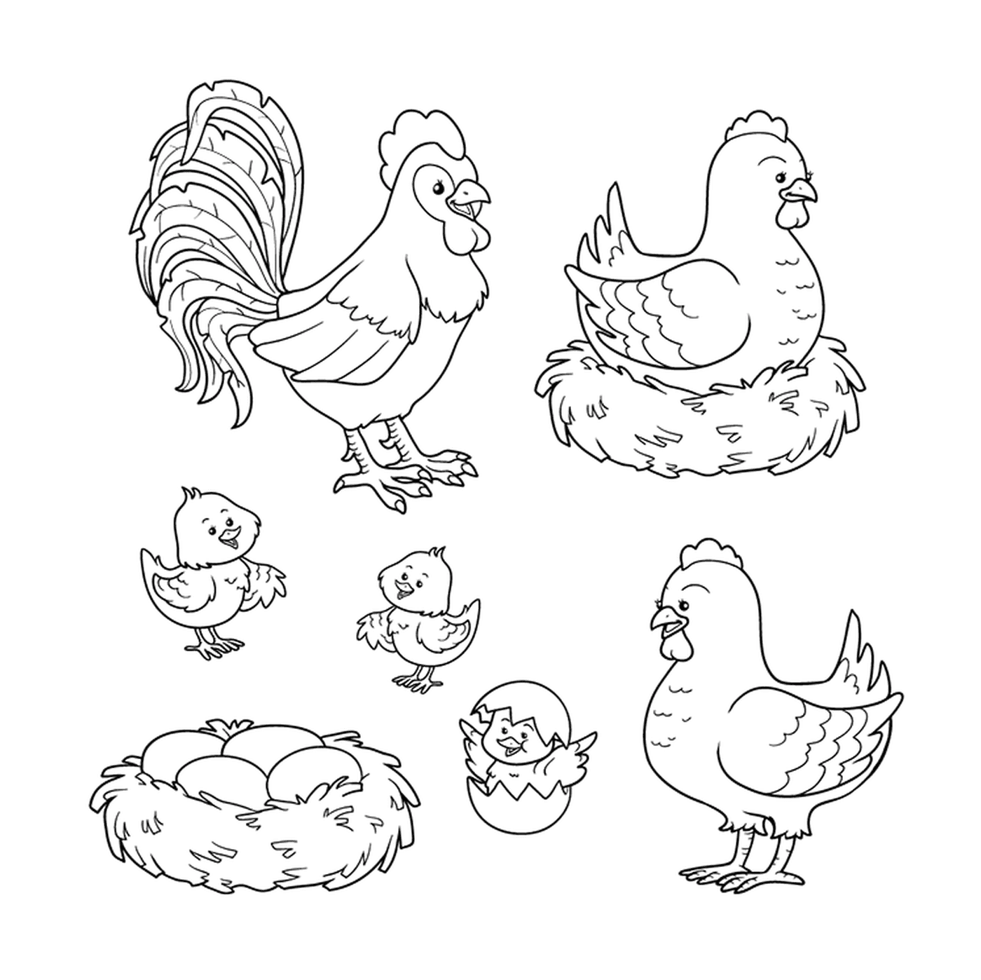  Chicken, cock, chicks together 