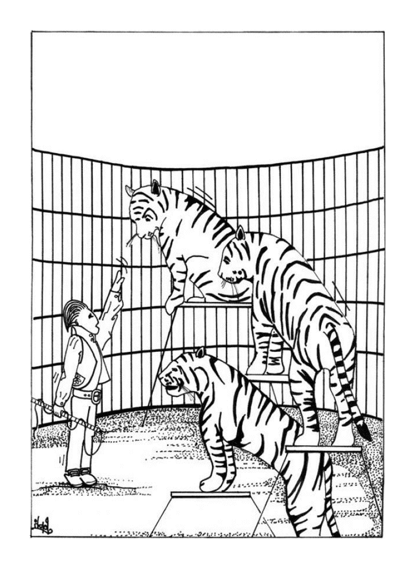  Un entrenador de tigres para el circo 