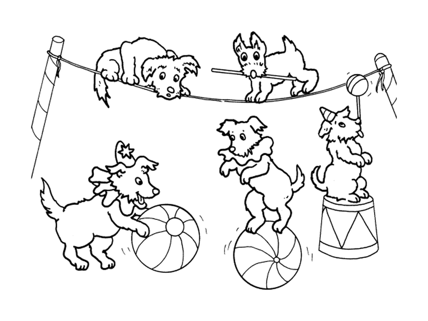  Balancing Dogs for the Circus 