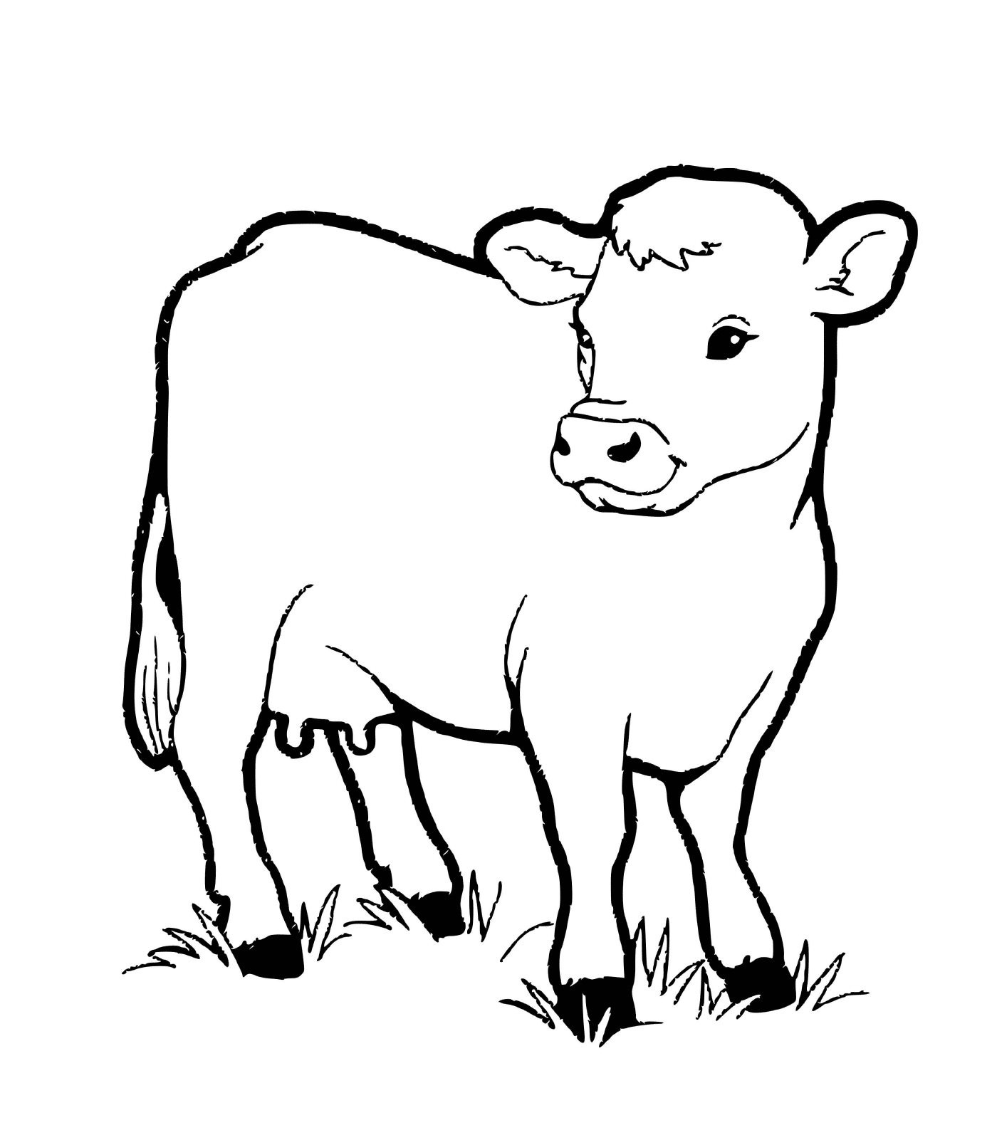  Телятина, маленькая корова 