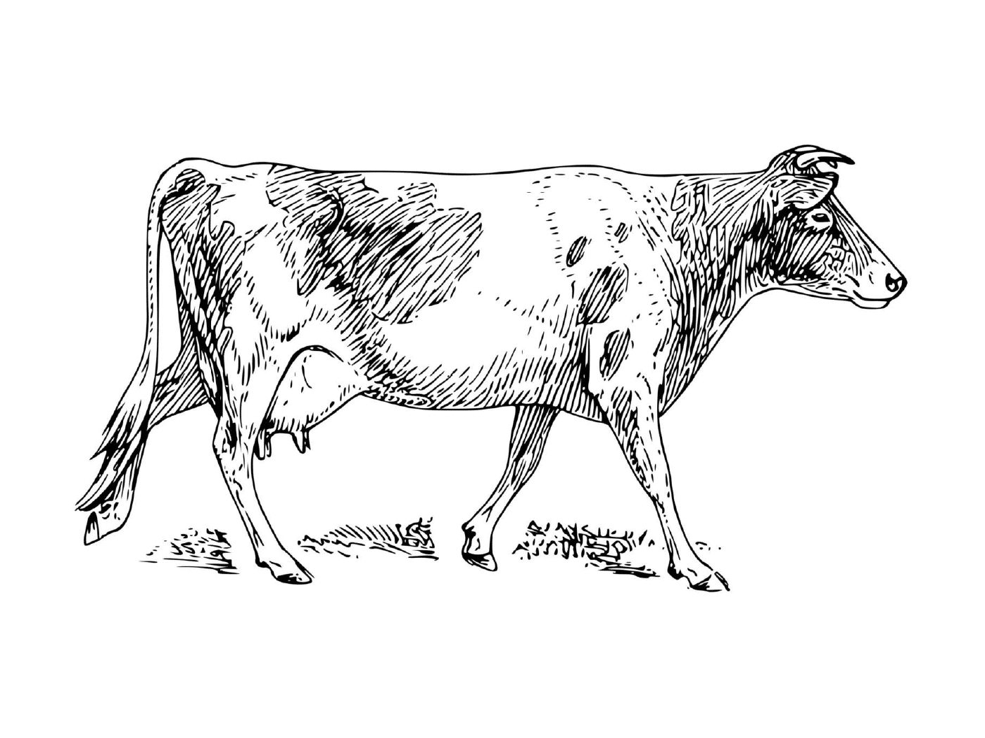  Realistic cow 