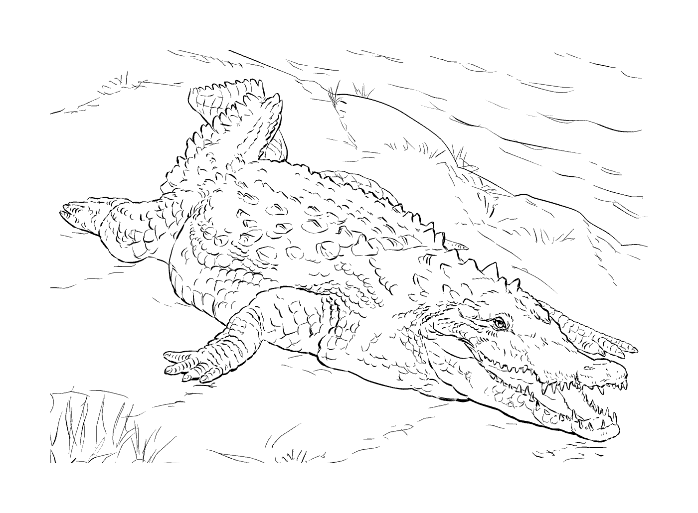  Американский крокодил, лежащий в траве 