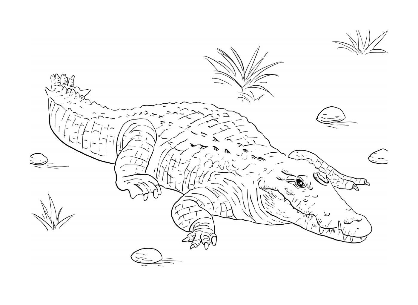  A Nile crocodile lying on the ground 