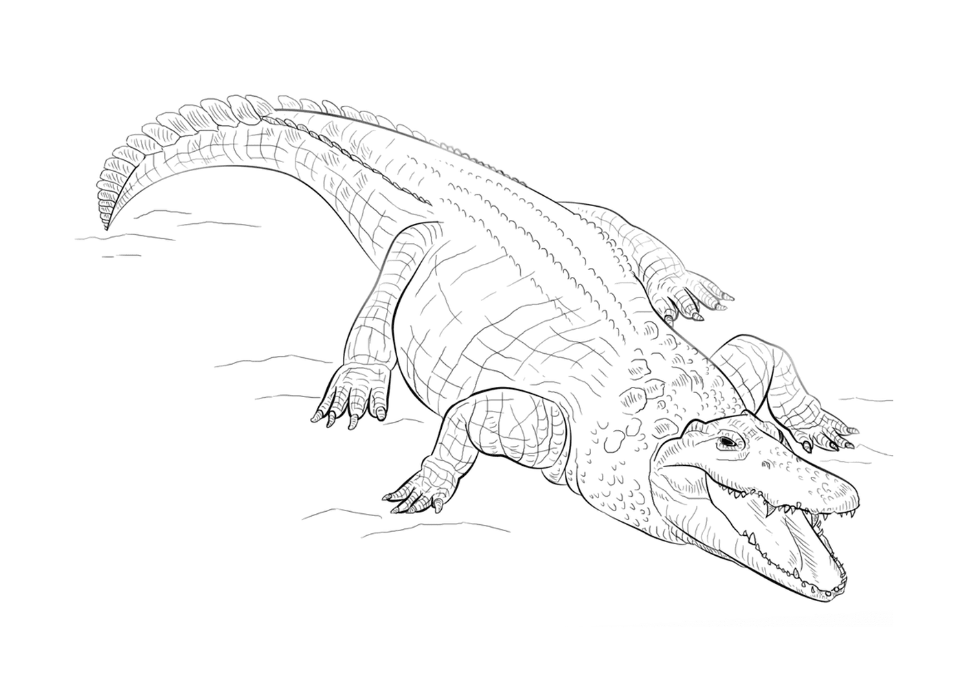  A ferocious Nile crocodile in a field 