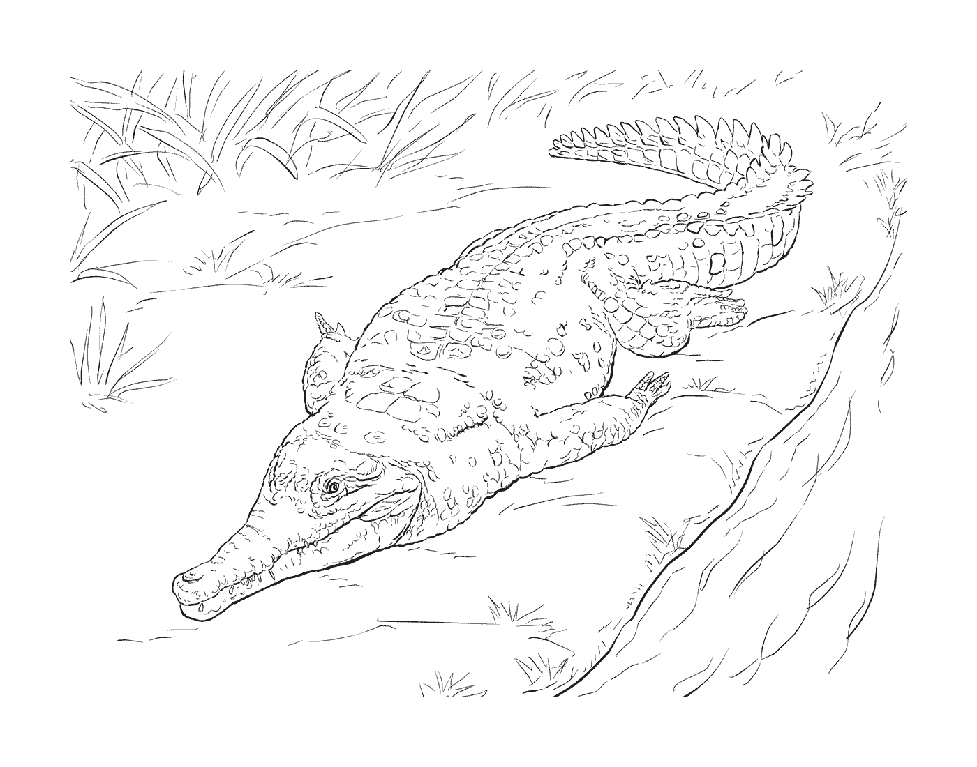  An adult Lorentz crocodile lying on the ground 