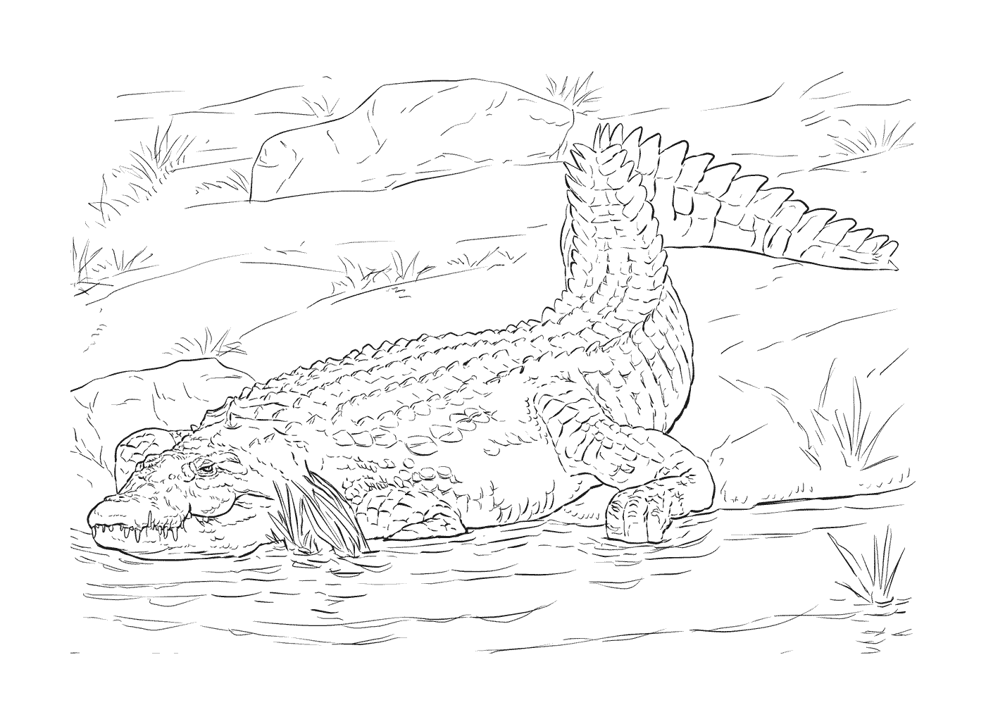  Un adulto del cocodrilo del Nilo en su hábitat natural 