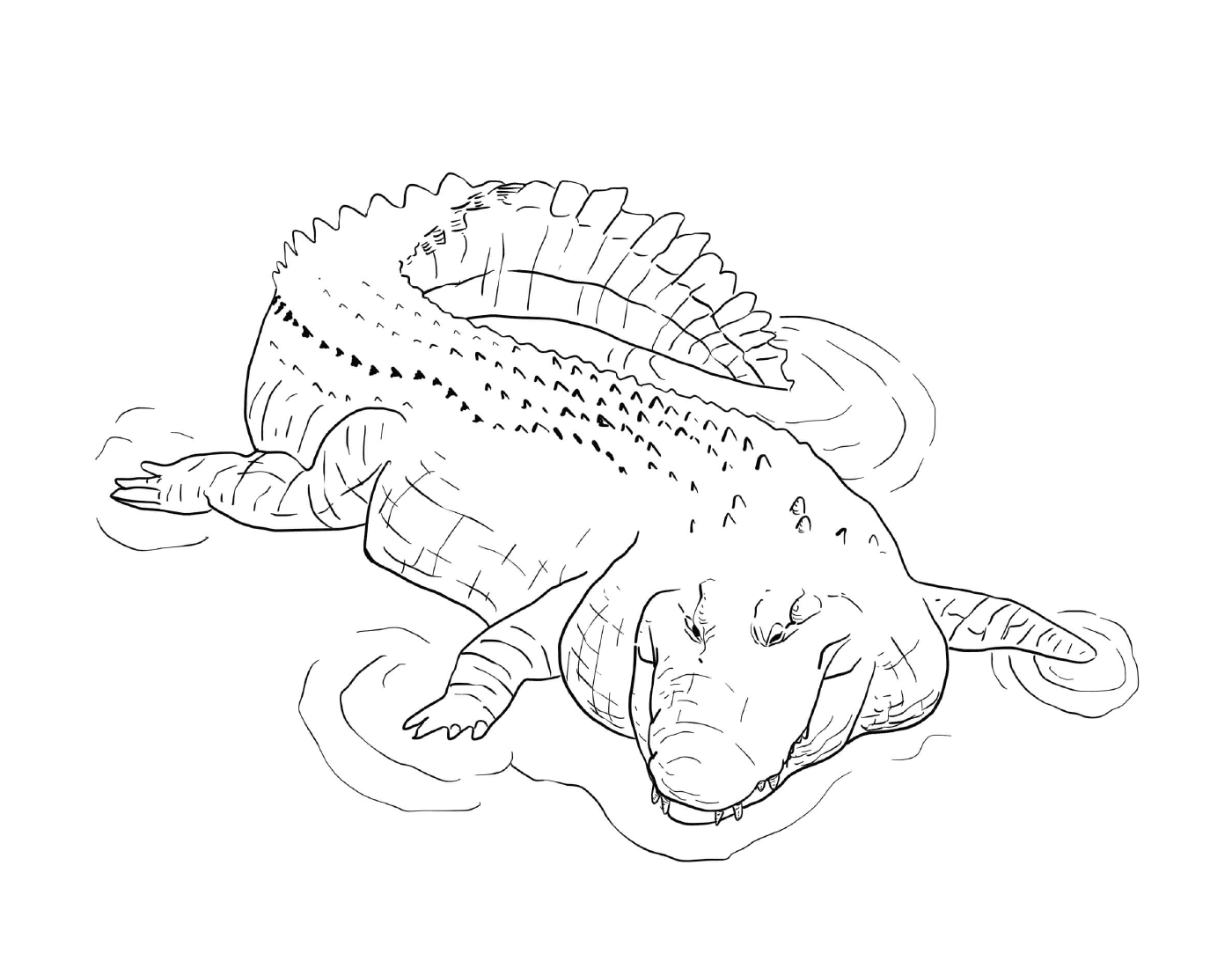  Морской крокодил из Индо-тихоокеанского бассейна, лежащий в воде 