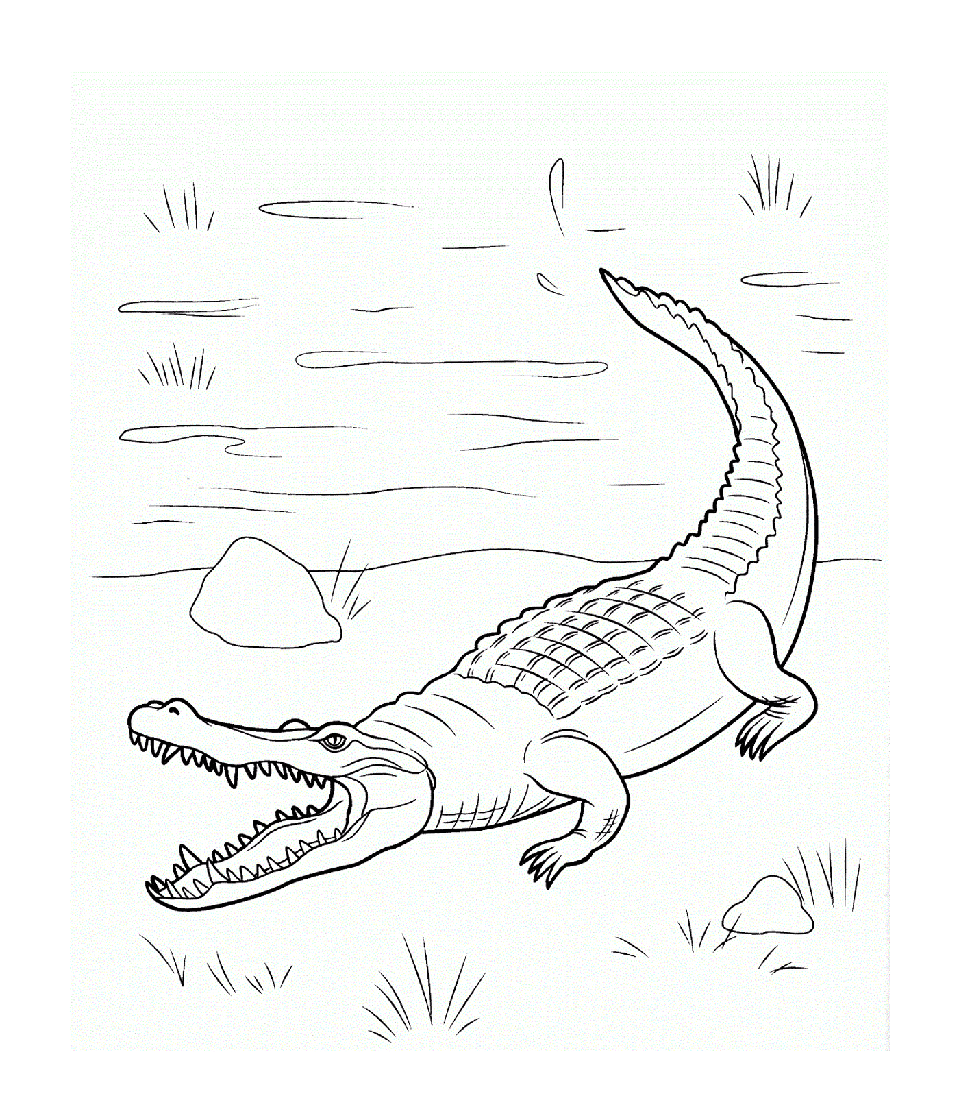  Морской крокодил семьи Крокодилида, плавает в воде 