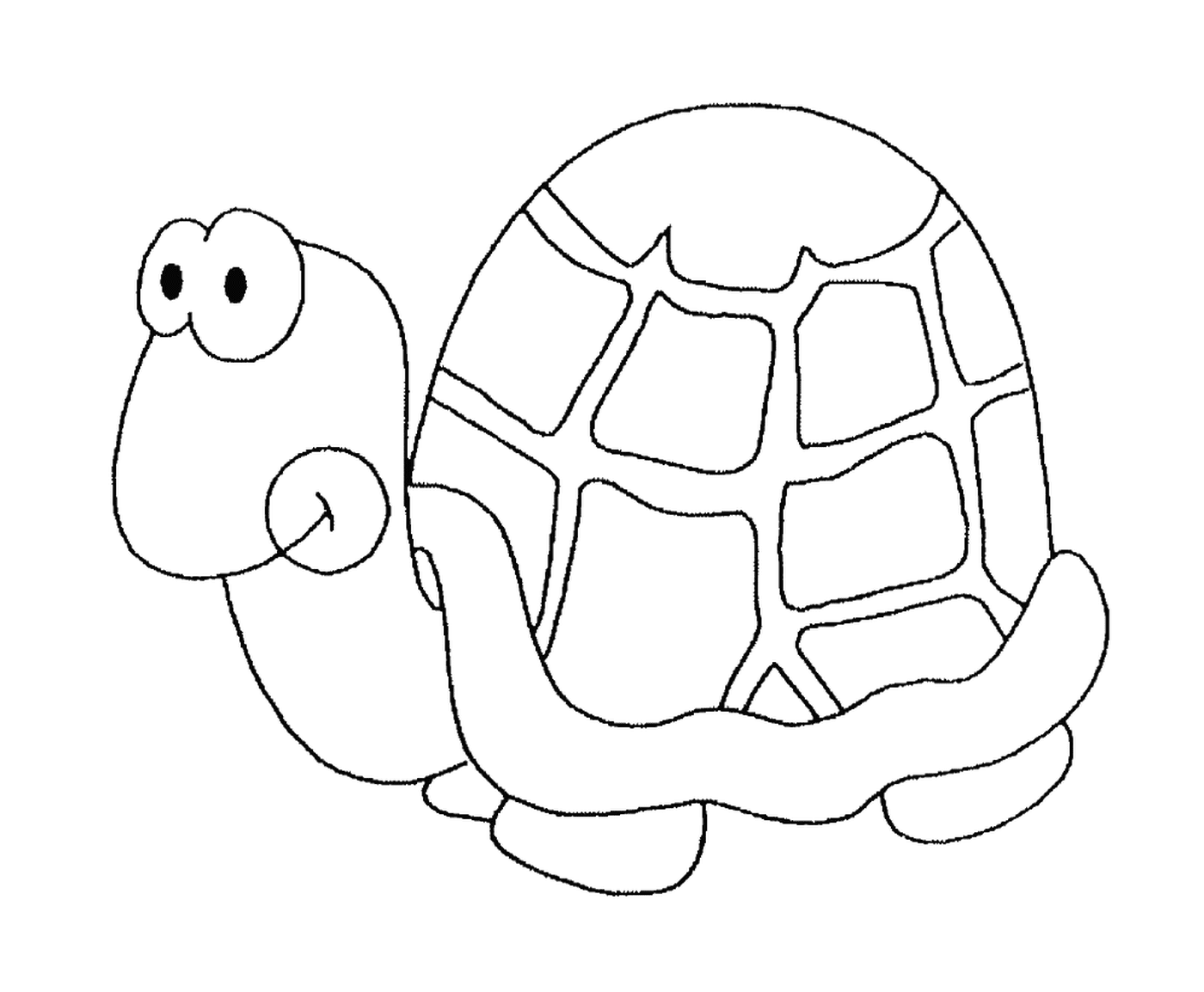  Una tartaruga con un guscio rotondo 