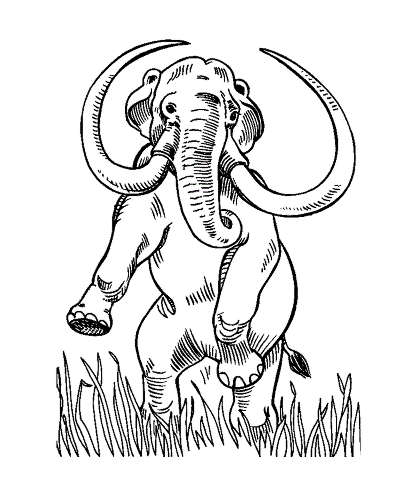  Ein Elefant mit Stoßzähnen auf einem Feld 