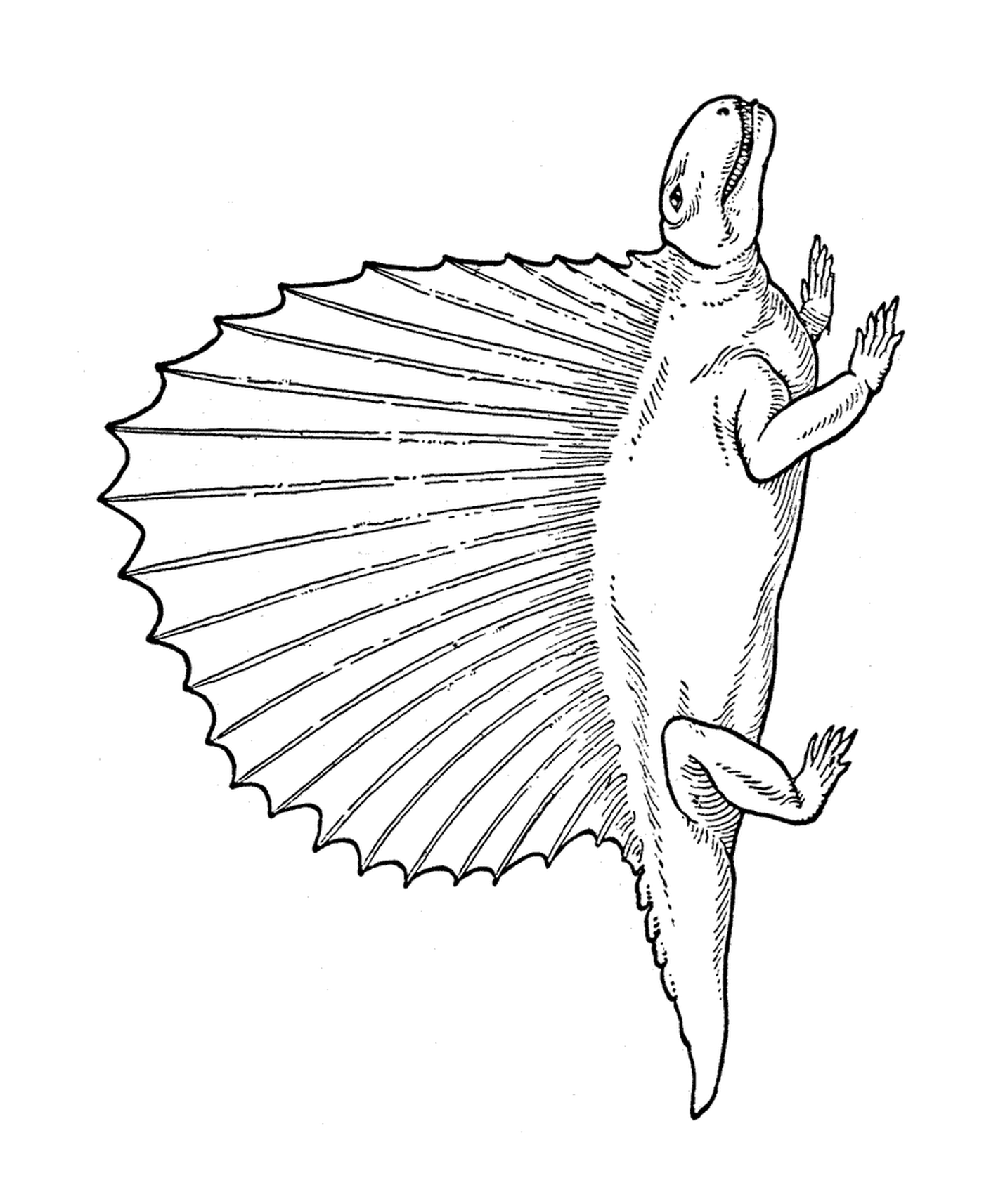  A long-tailed lizard 