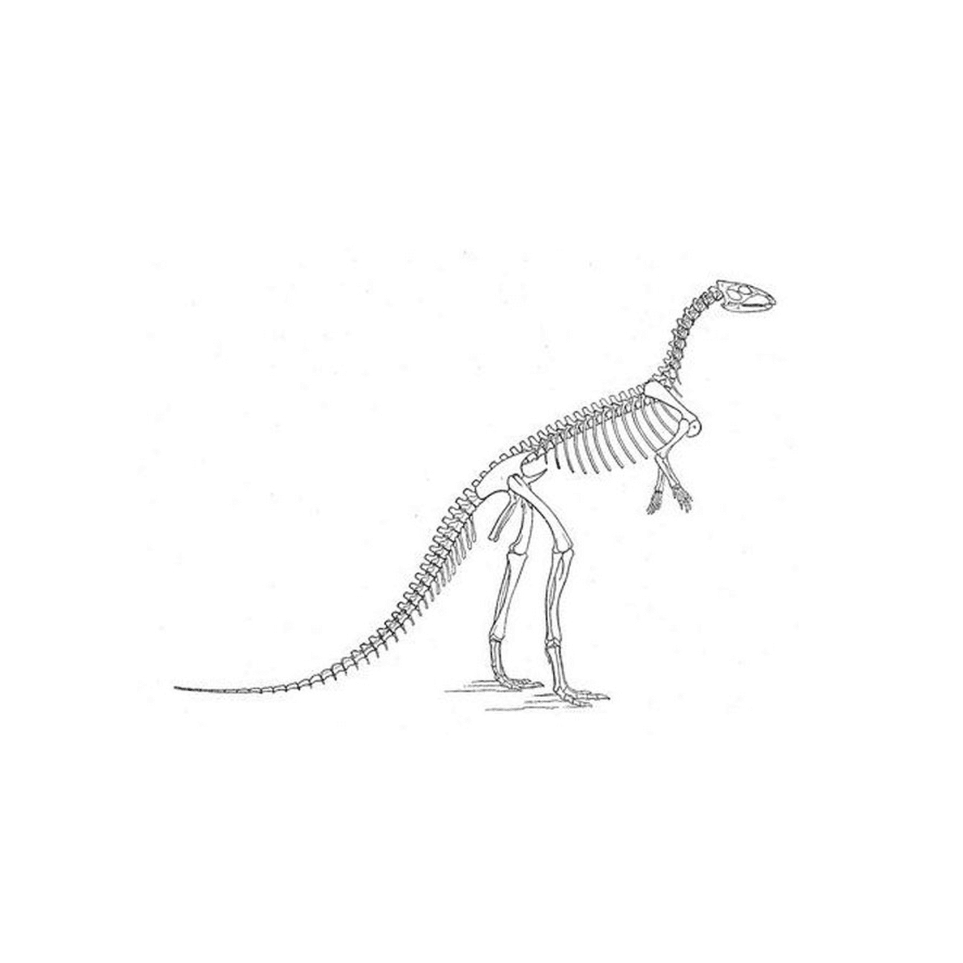  Uno scheletro di dinosauro 