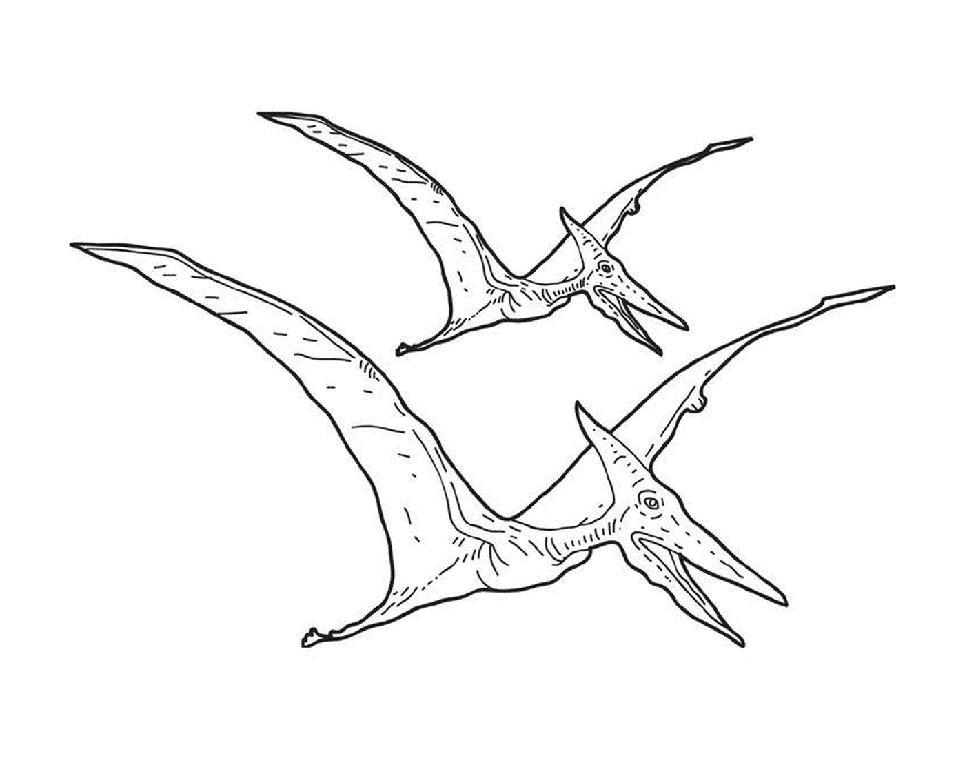  Two pterodactyls fly in the air 