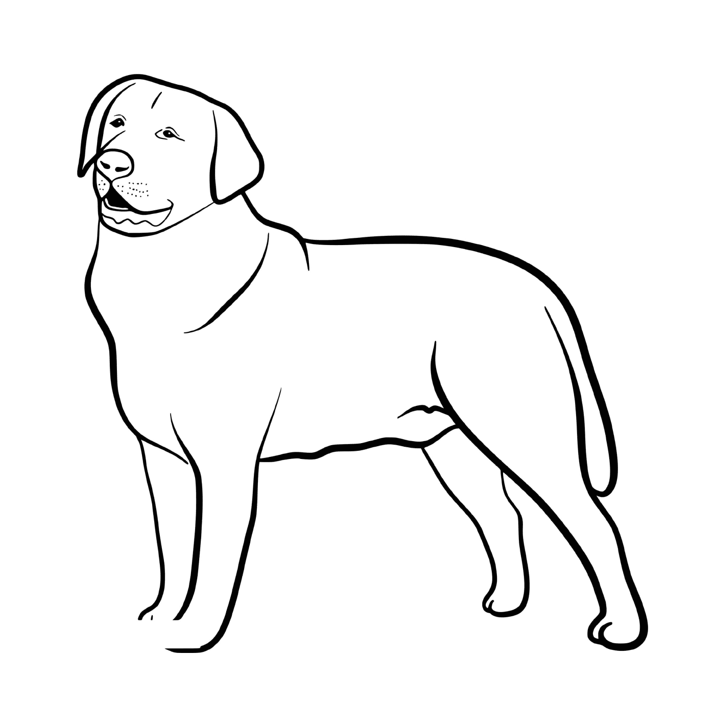  Un perro de raza Labrador Retriever 