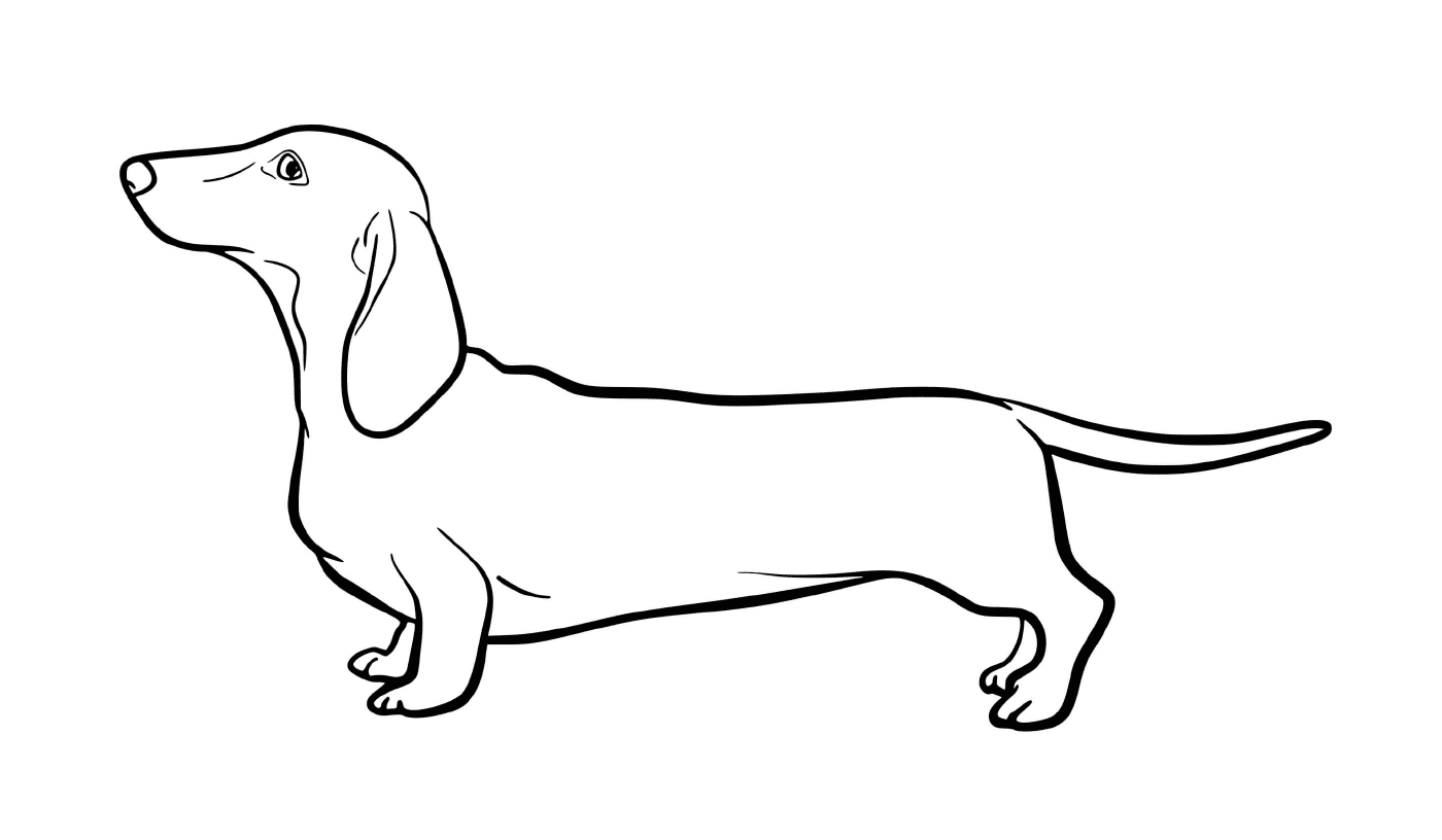 A Teckel breed dog