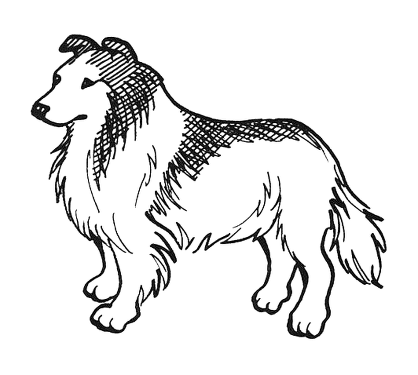  Ein Lassie Rasse Hund 