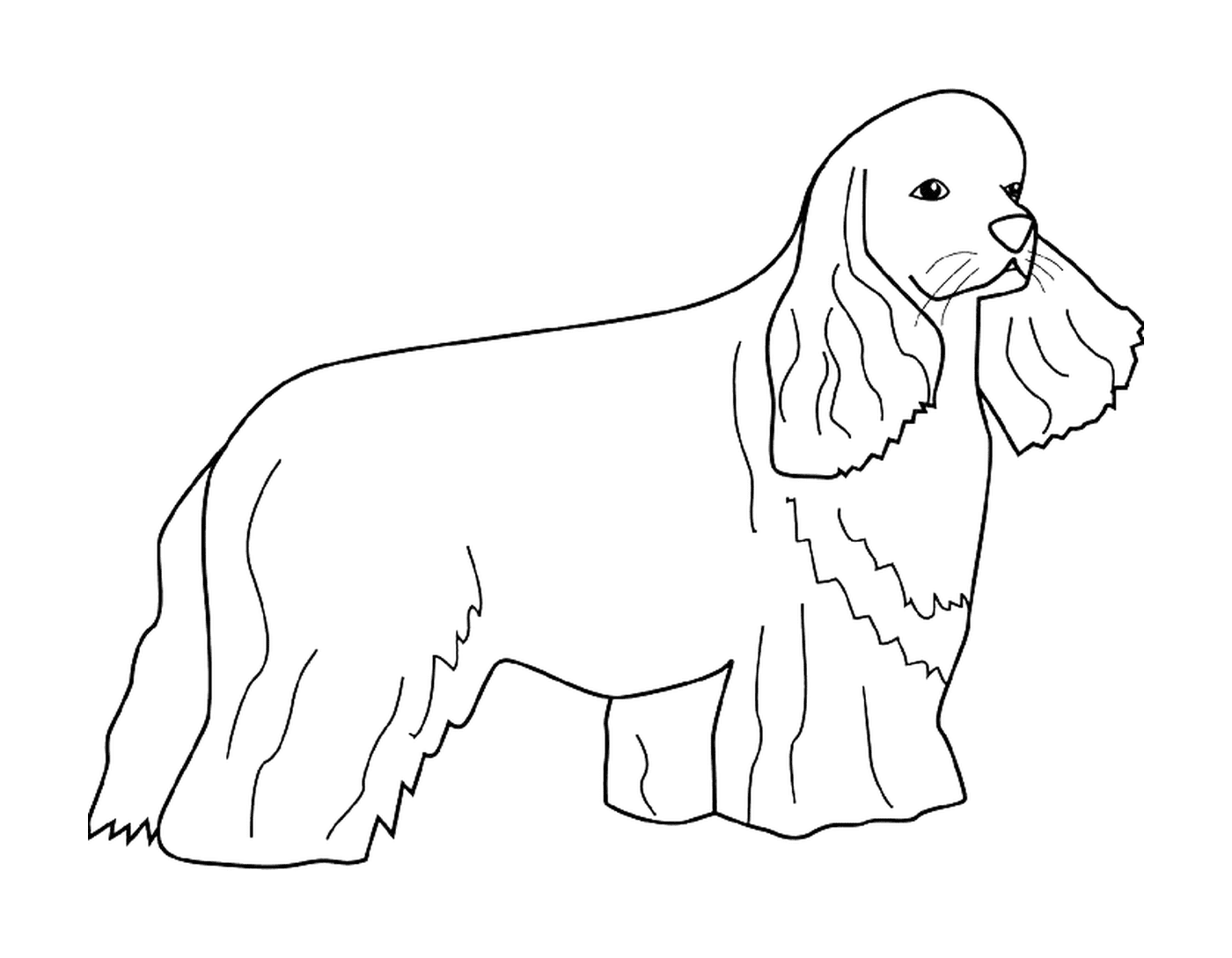  Ein Cocker-Hund 