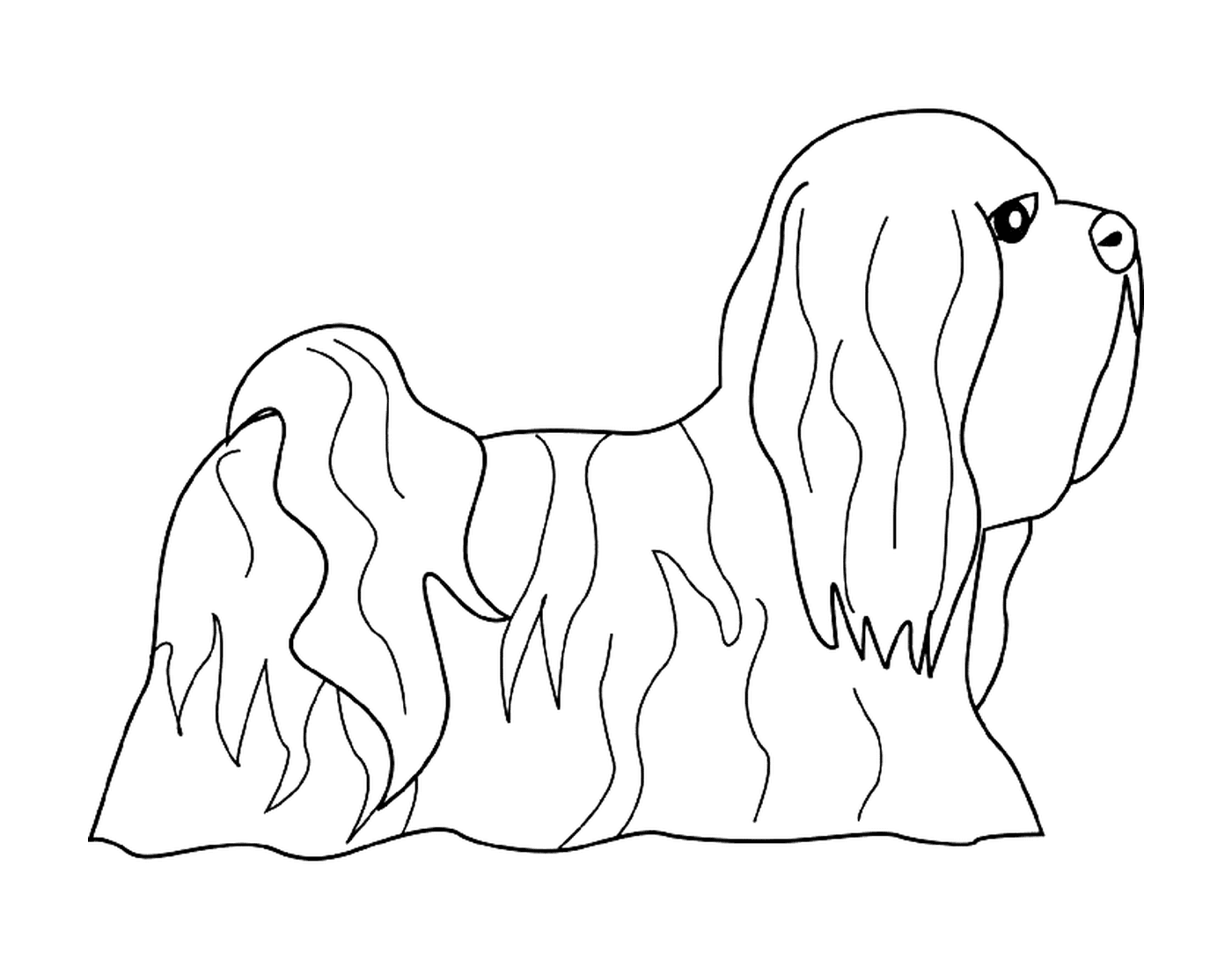 A dog lhasa apso 
