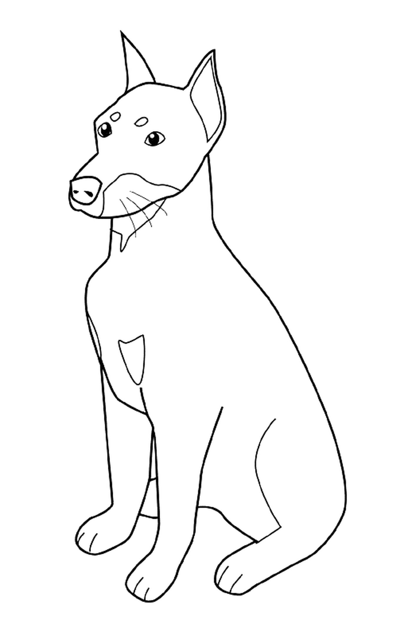  A Doberman dog sitting 